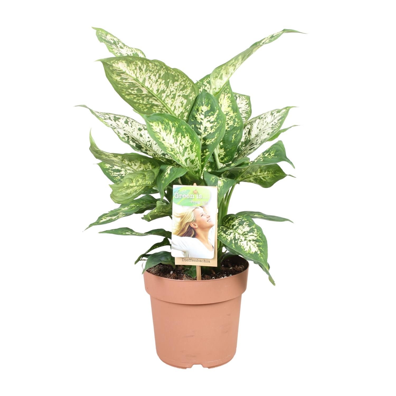 Dieffenbachia Compacta Zimmerpflanze