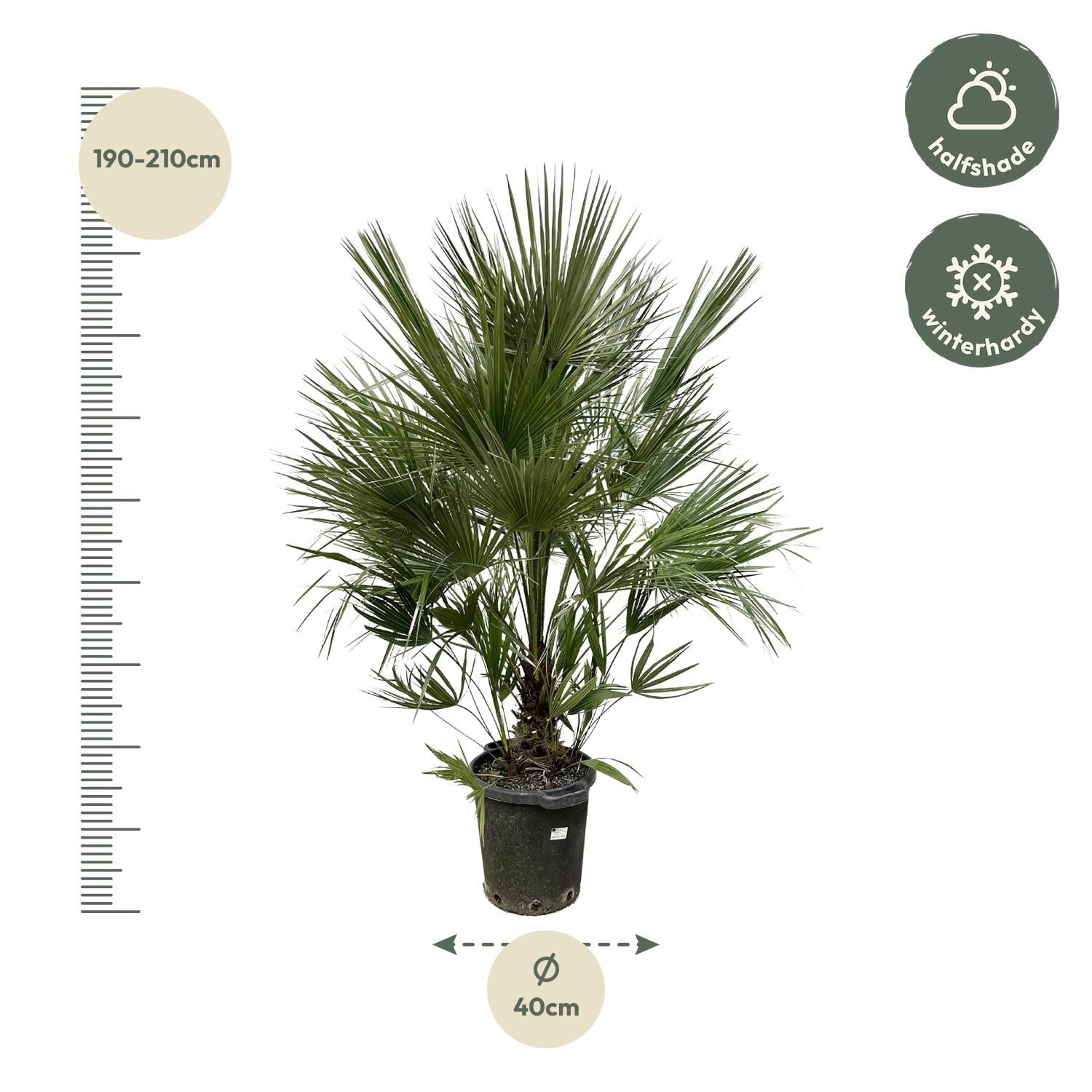 Chamaerops Humilis Zwergpalme