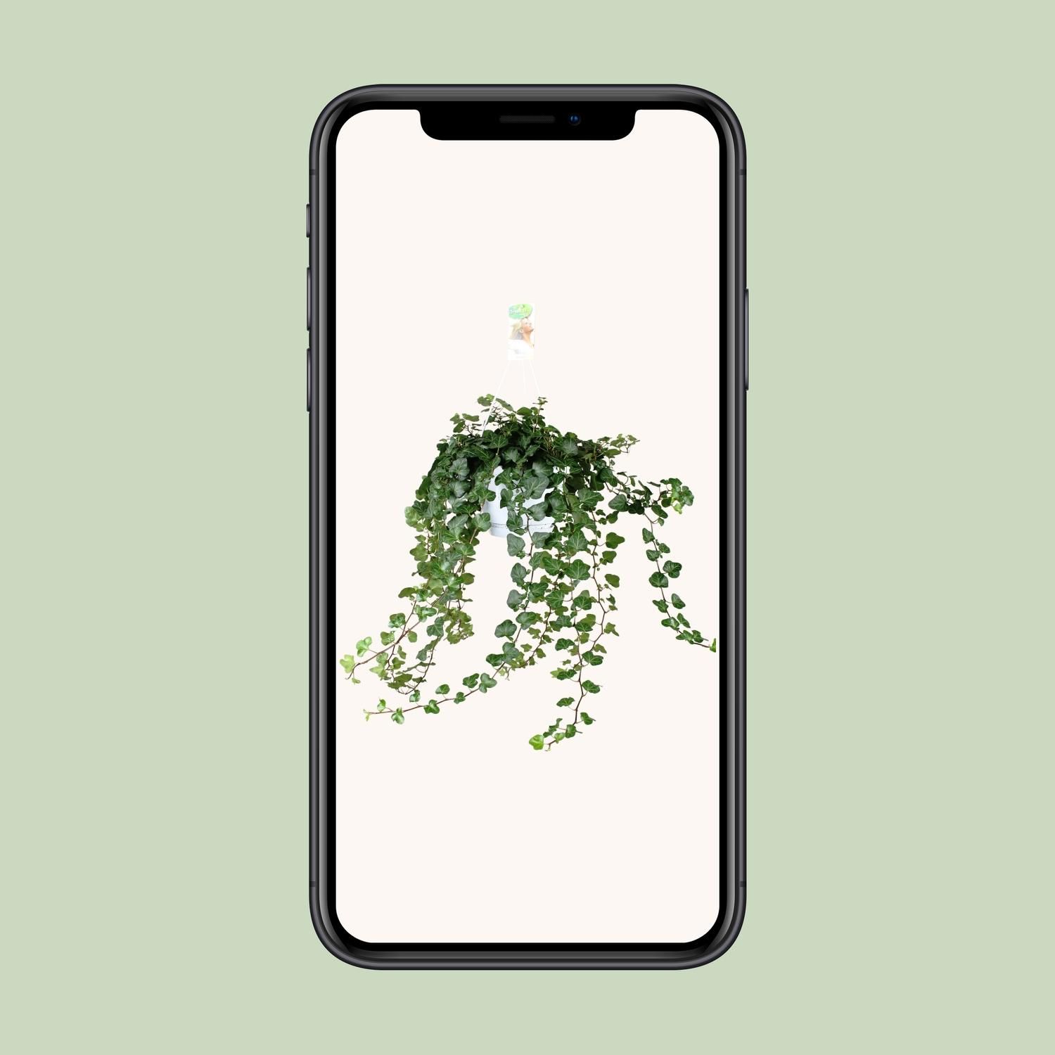 Hedera Wonder Green Kletterpflanze