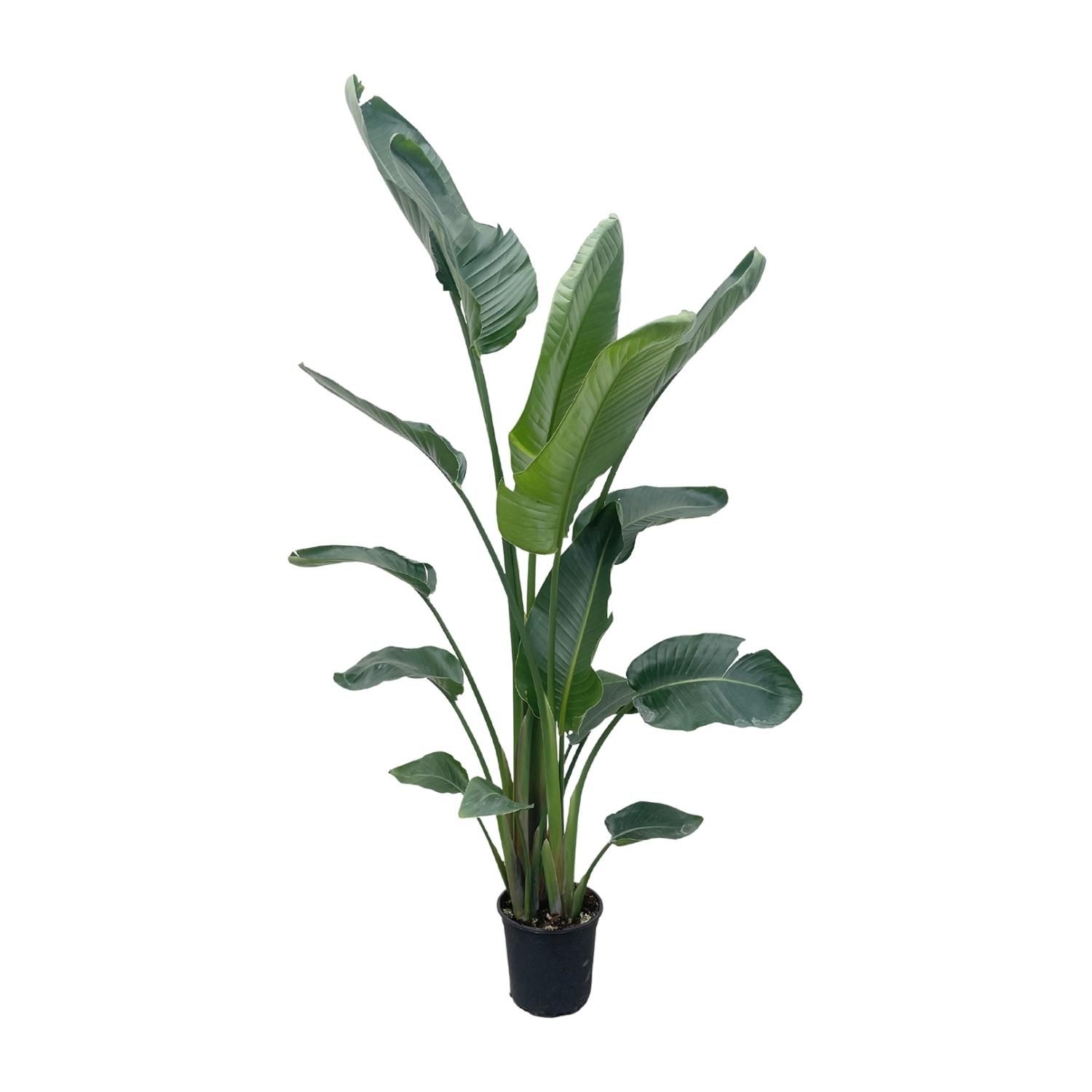 Strelitzia Nicolai Weiße Paradiesvogel Zimmerpflanze