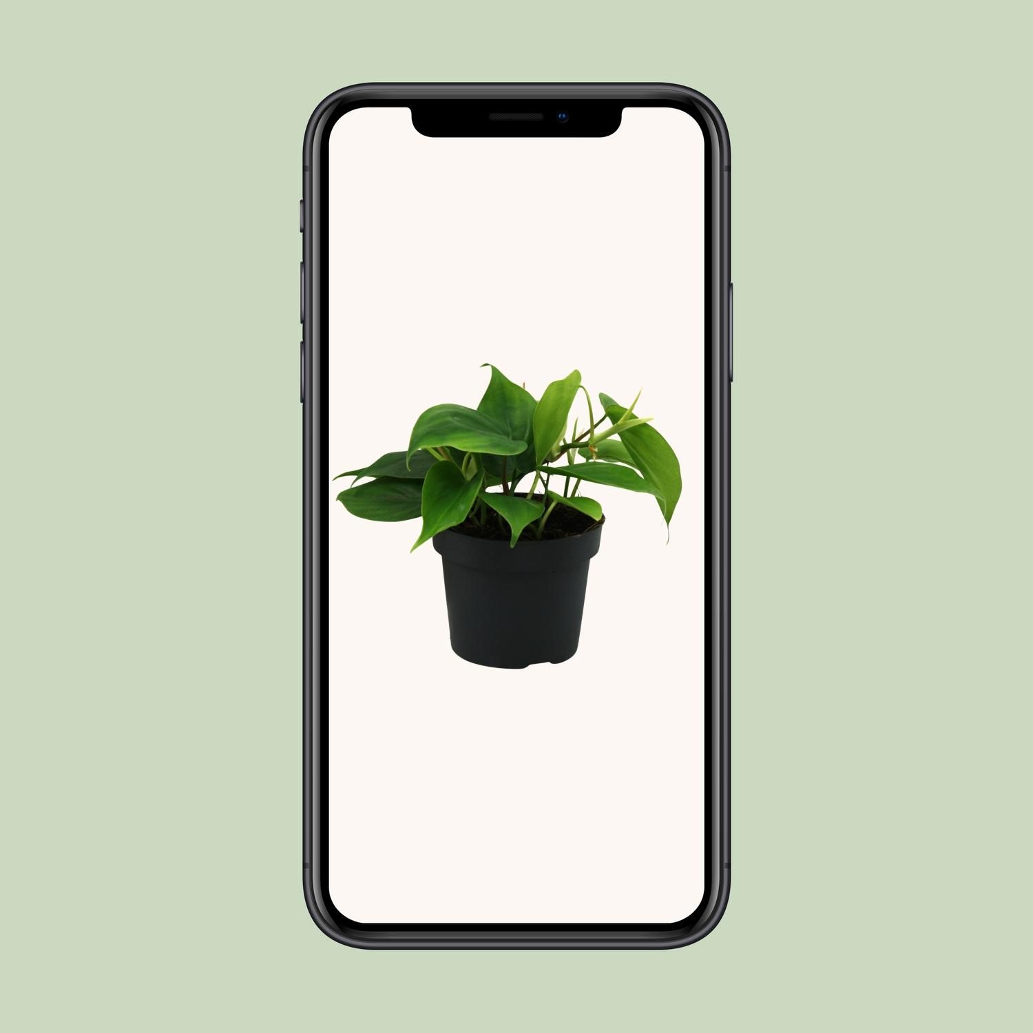 Philodendron Scandens Zimmerpflanze mit glänzenden Blättern