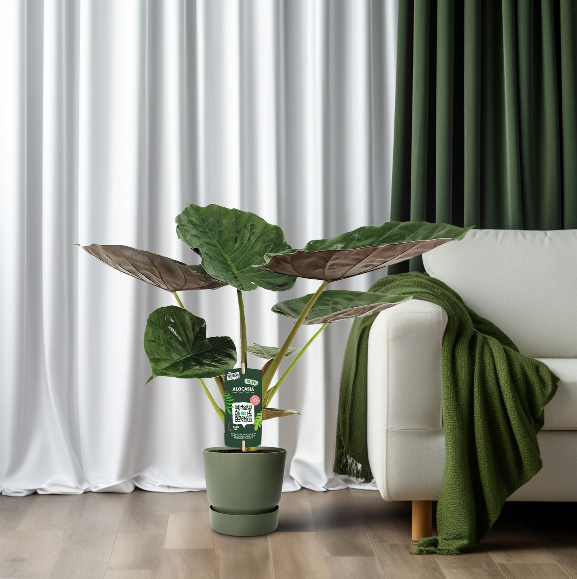 Alocasia Wentii – Elefantenohr Zimmerpflanze
