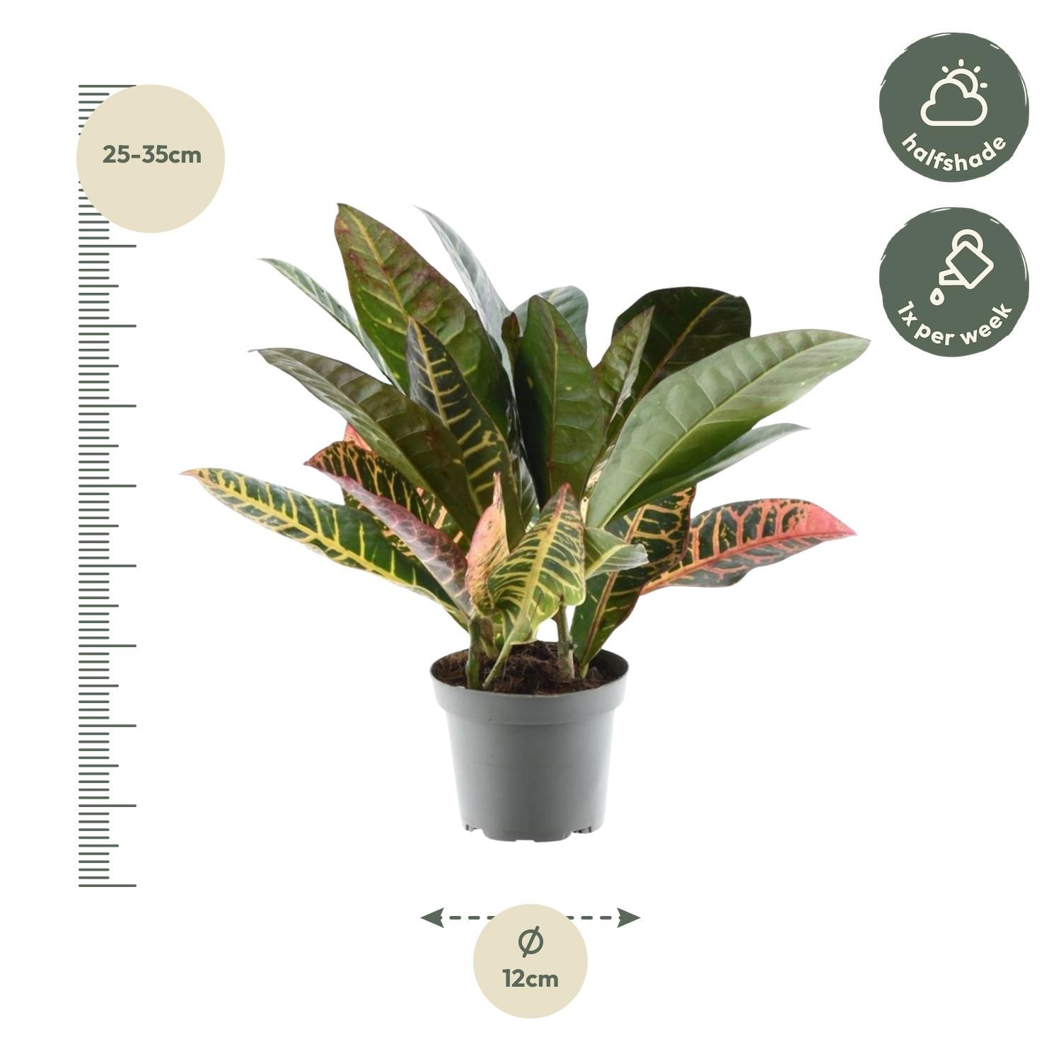 Codiaeum Petra farbenfrohe Zimmerpflanze