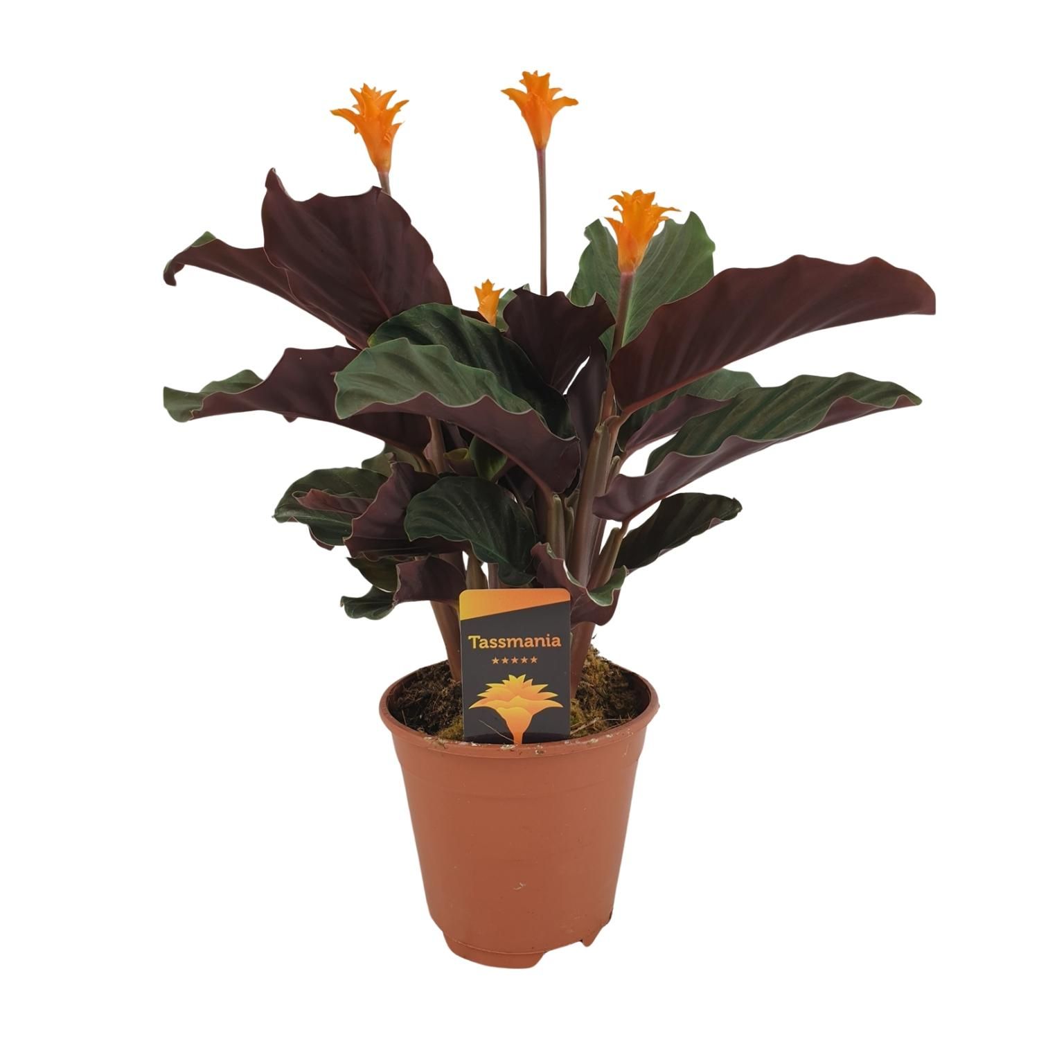 Calathea Crocata Zimmerpflanze mit buntem Laub