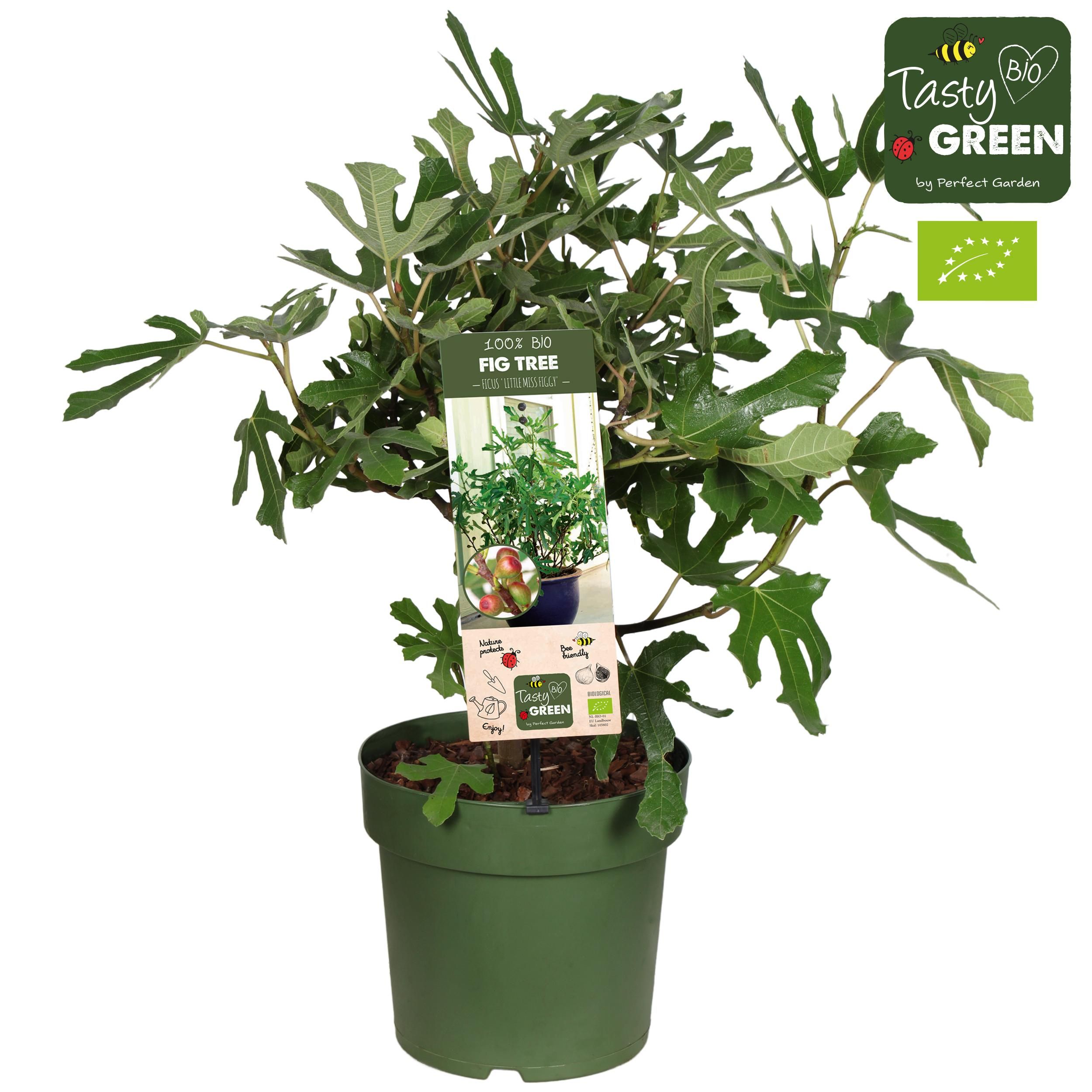 Bio Feigenbaum 'Little Miss Figgy' | Kompakt | Ø23cm Topf
