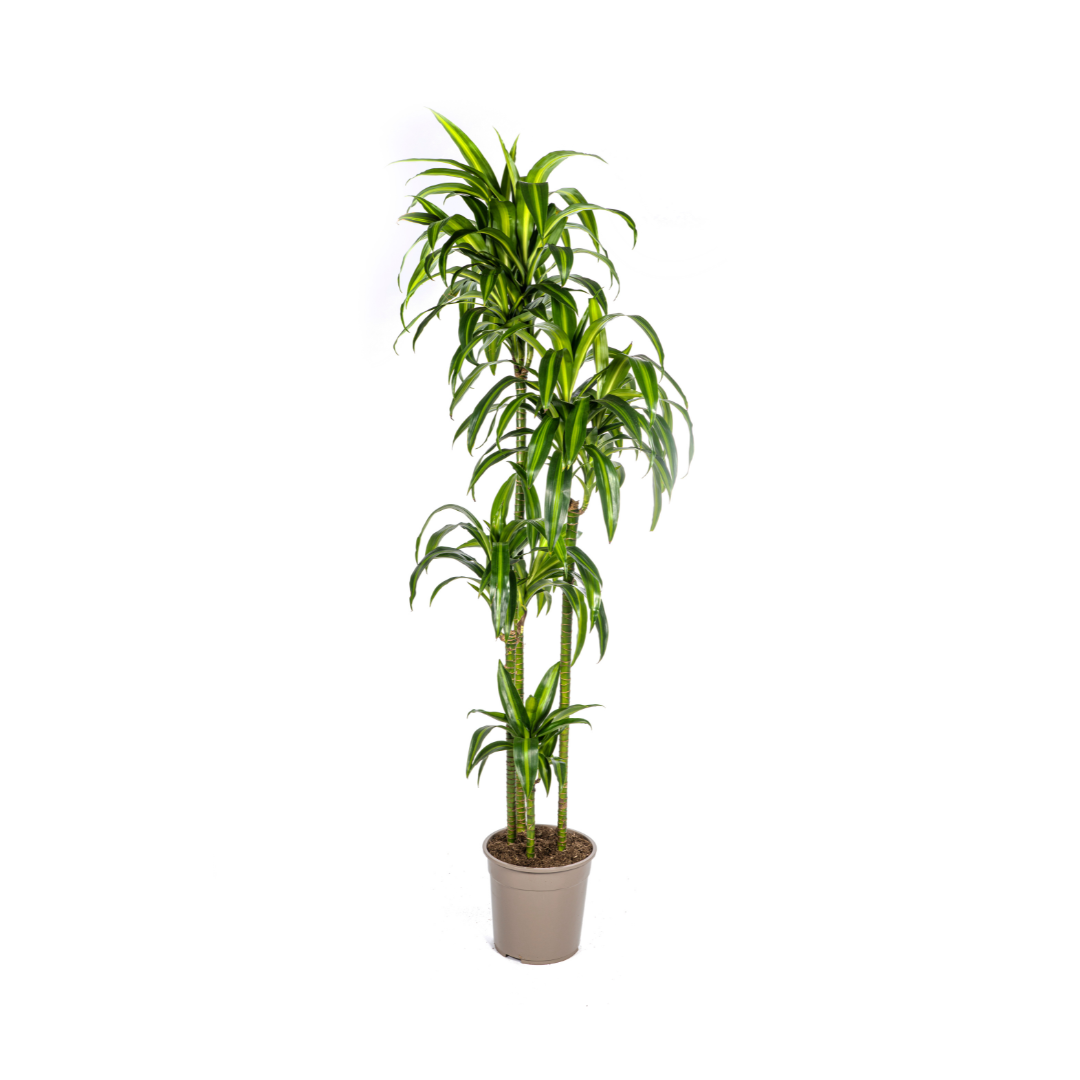 Drachenbaum Hawaiian Sunshine – Ø27cm | 1,70-1,90m Wuchshöhe