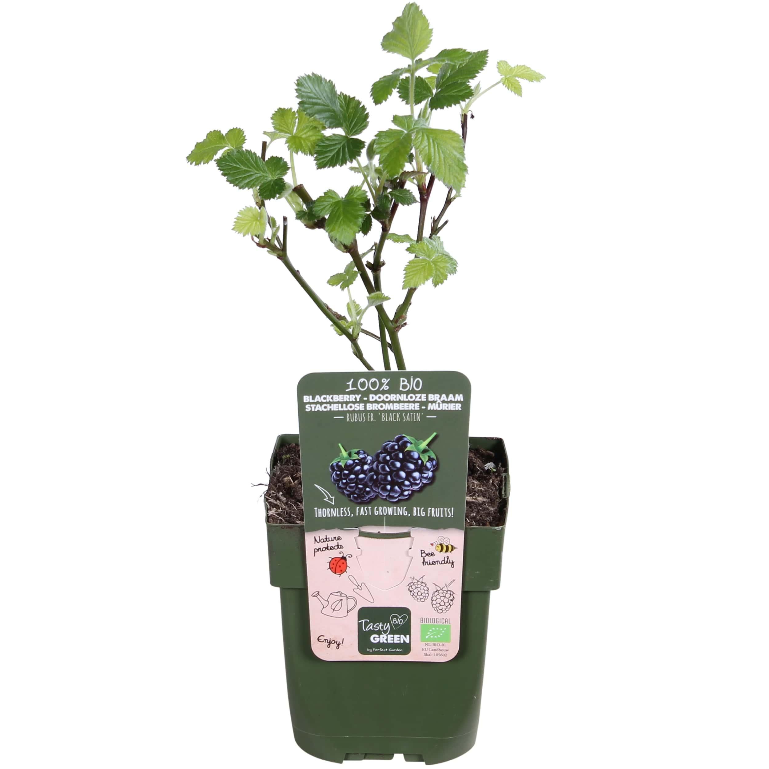 Dornenlose Brombeere Black Satin