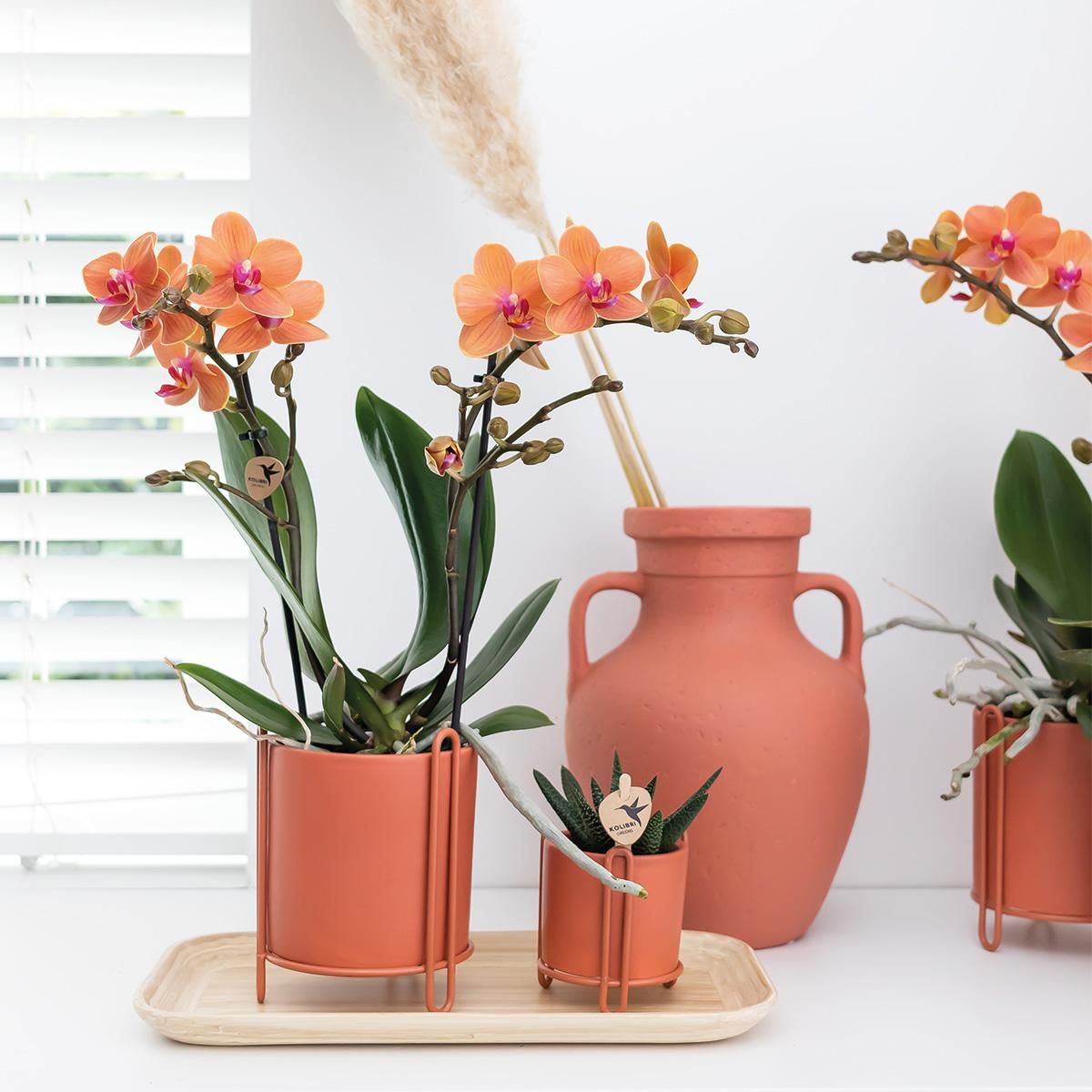 Phalaenopsis Orchidee Bolzano in Leuchtendem Orange