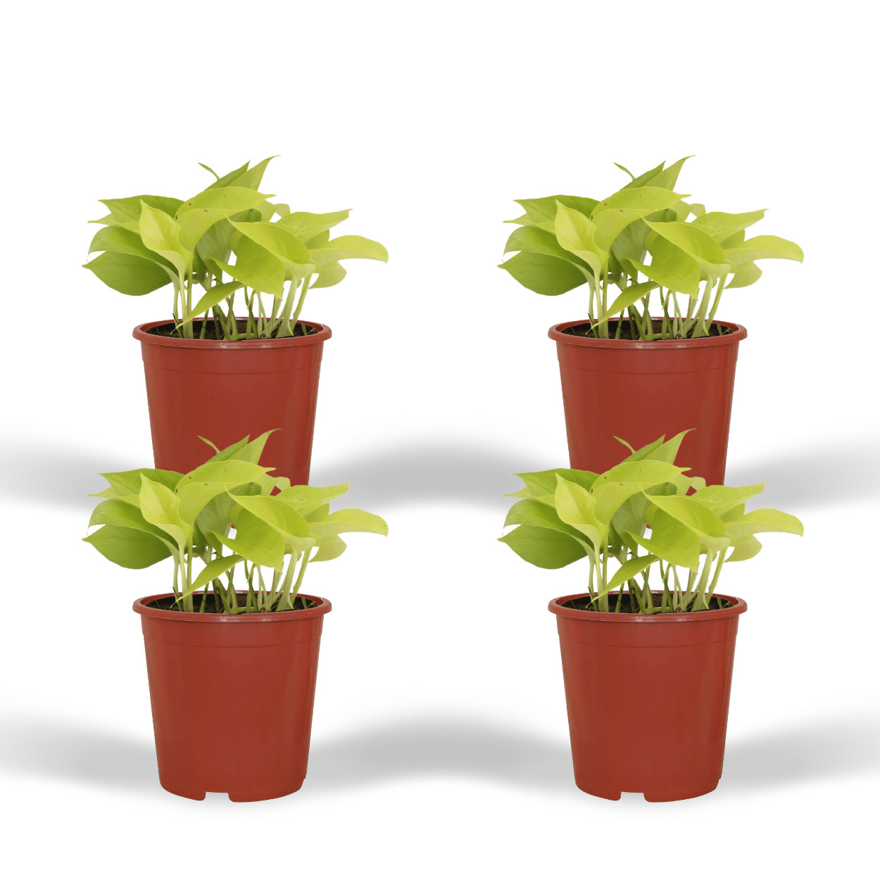 Epipremnum Golden Pothos Zimmerpflanze