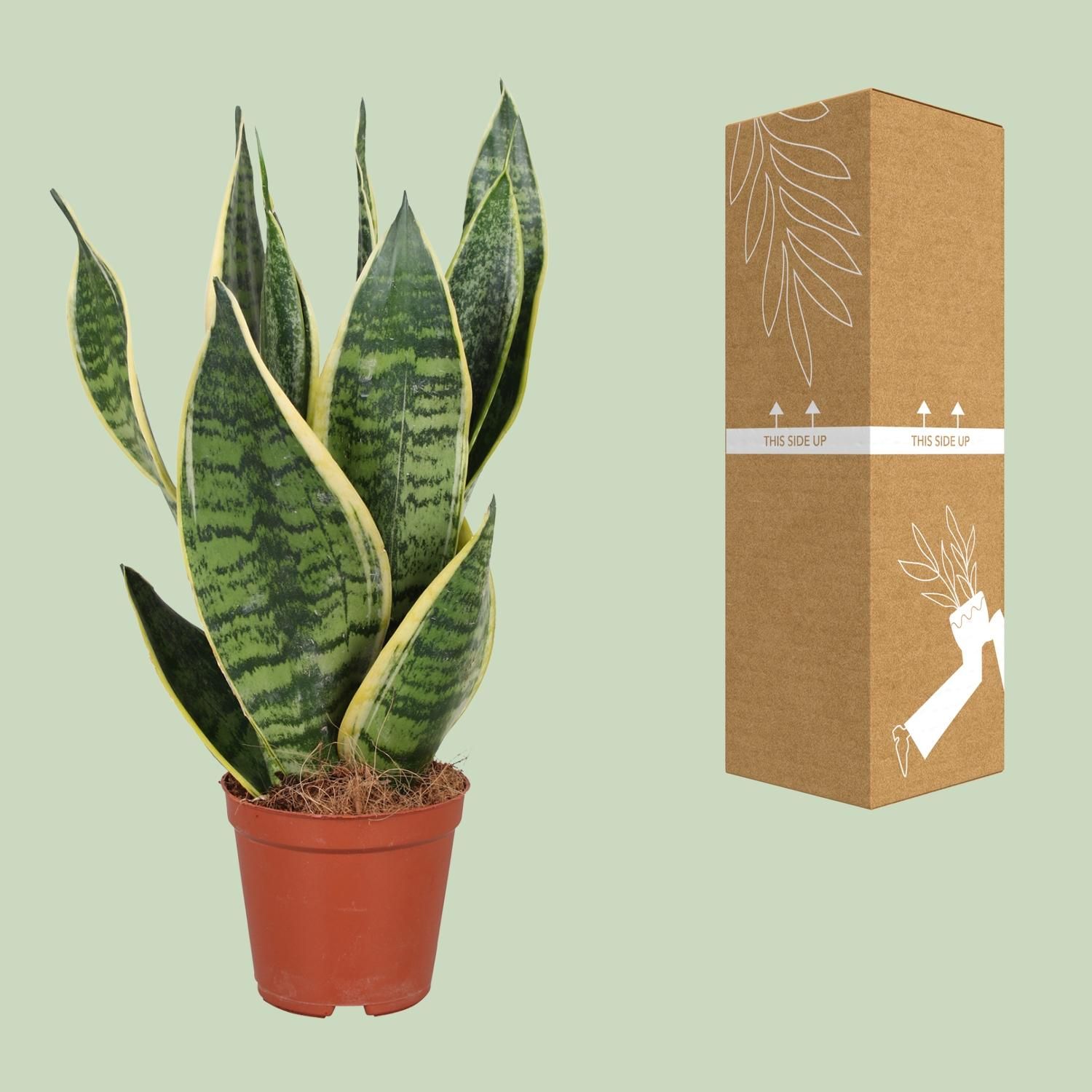 Sansevieria trifasciata Futura Superba Zimmerpflanze