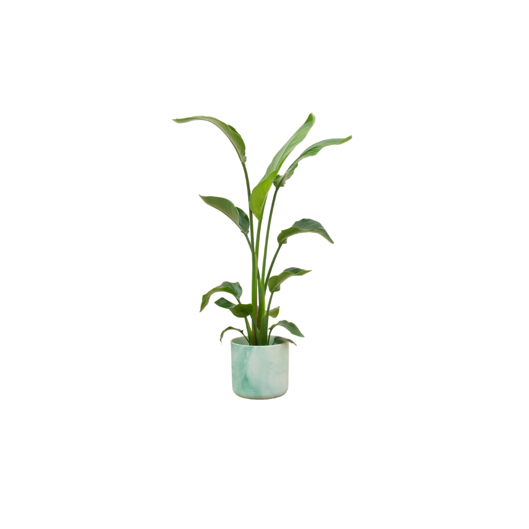 Strelitzia Nicolai Pflanze im eleganten Übertopf