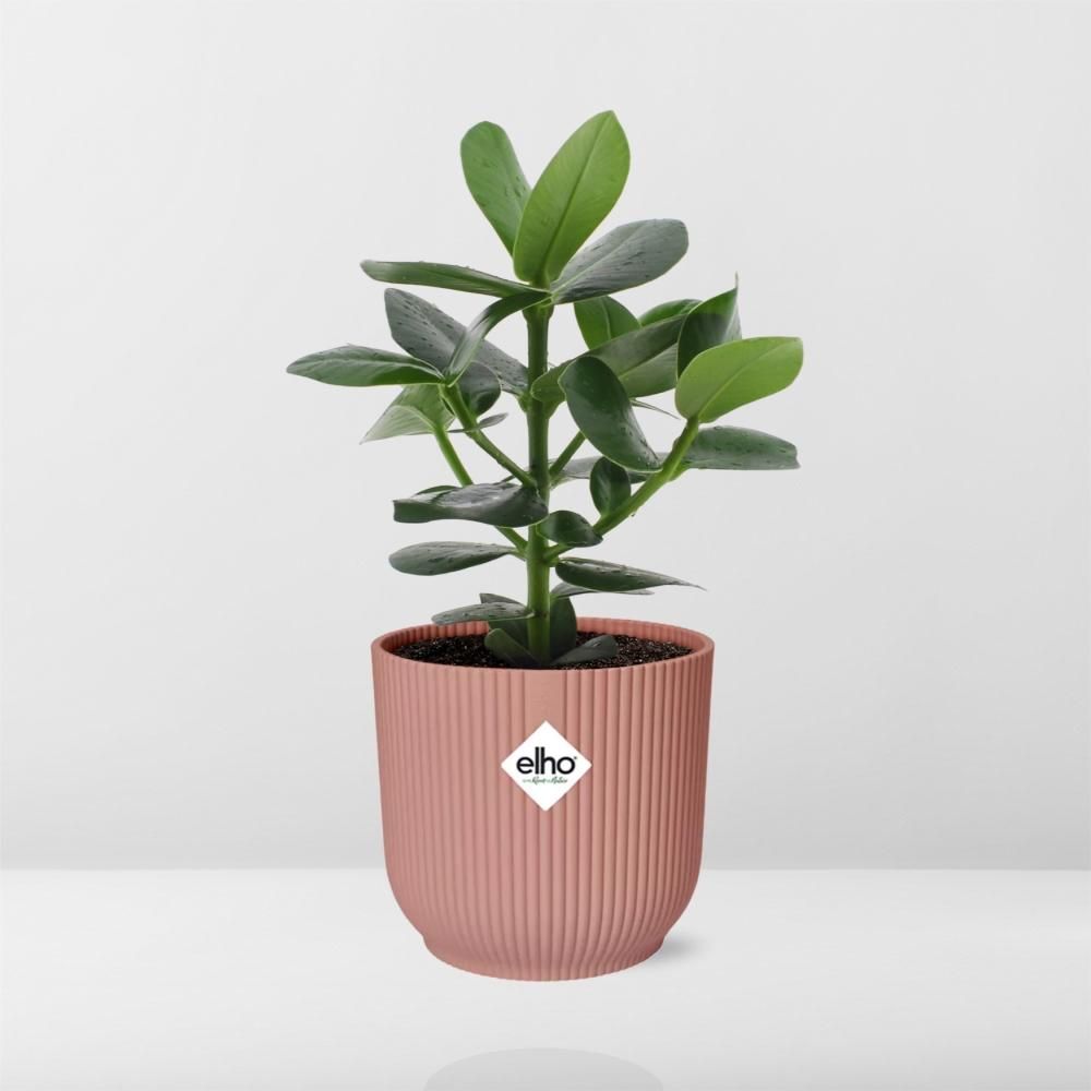 Clusia Princess – in ELHO Vibes Fold 14cm Topf – Rosa