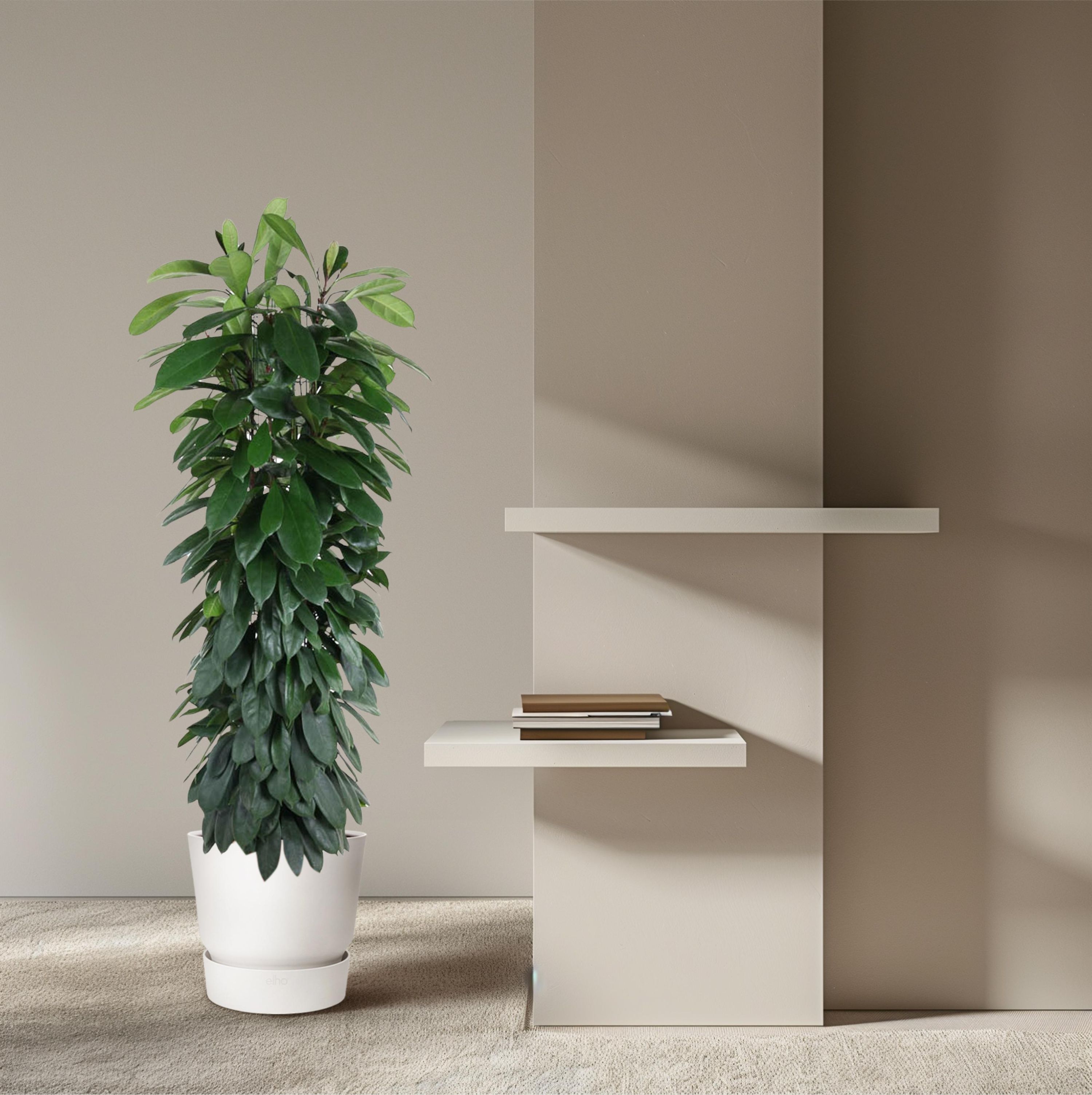 Ficus Cyatistipula auf Stamm elegant