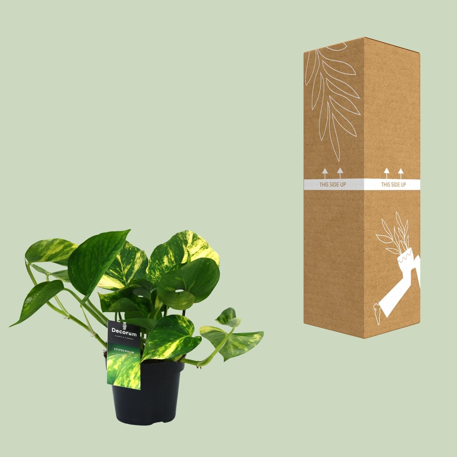 Scindapsus Aureum Zimmerpflanze