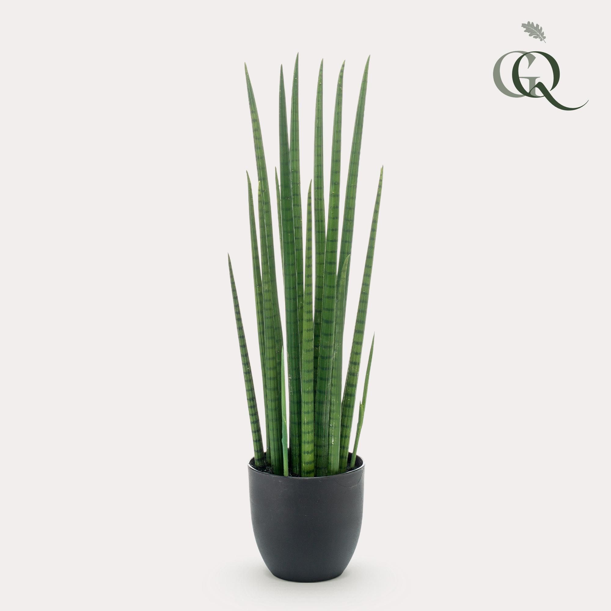 Kunstpflanze Sansevieria Cylindrica Frauenzunge