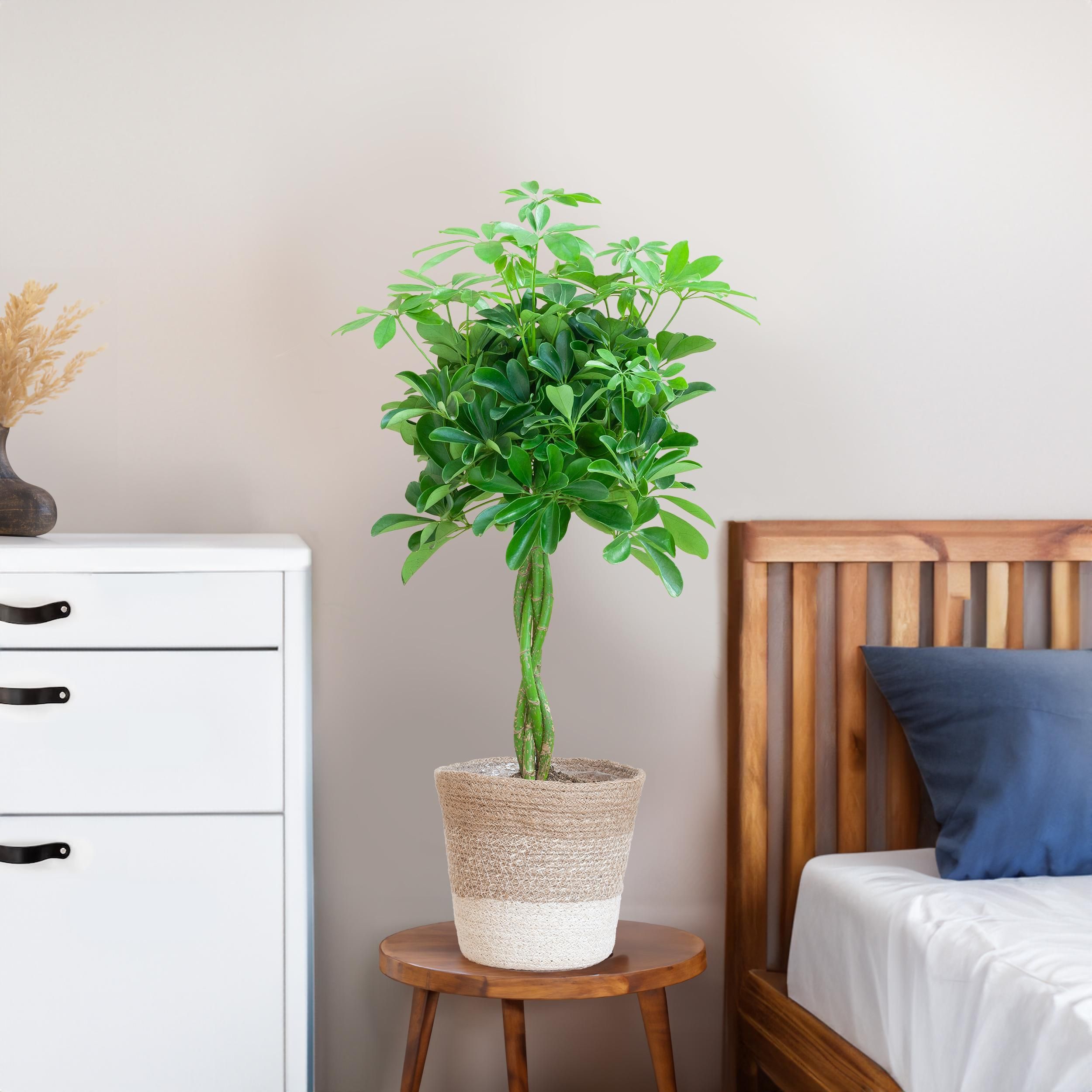 Schefflera Nora Zimmerpflanze mit weißem Jute-Pflanzkorb