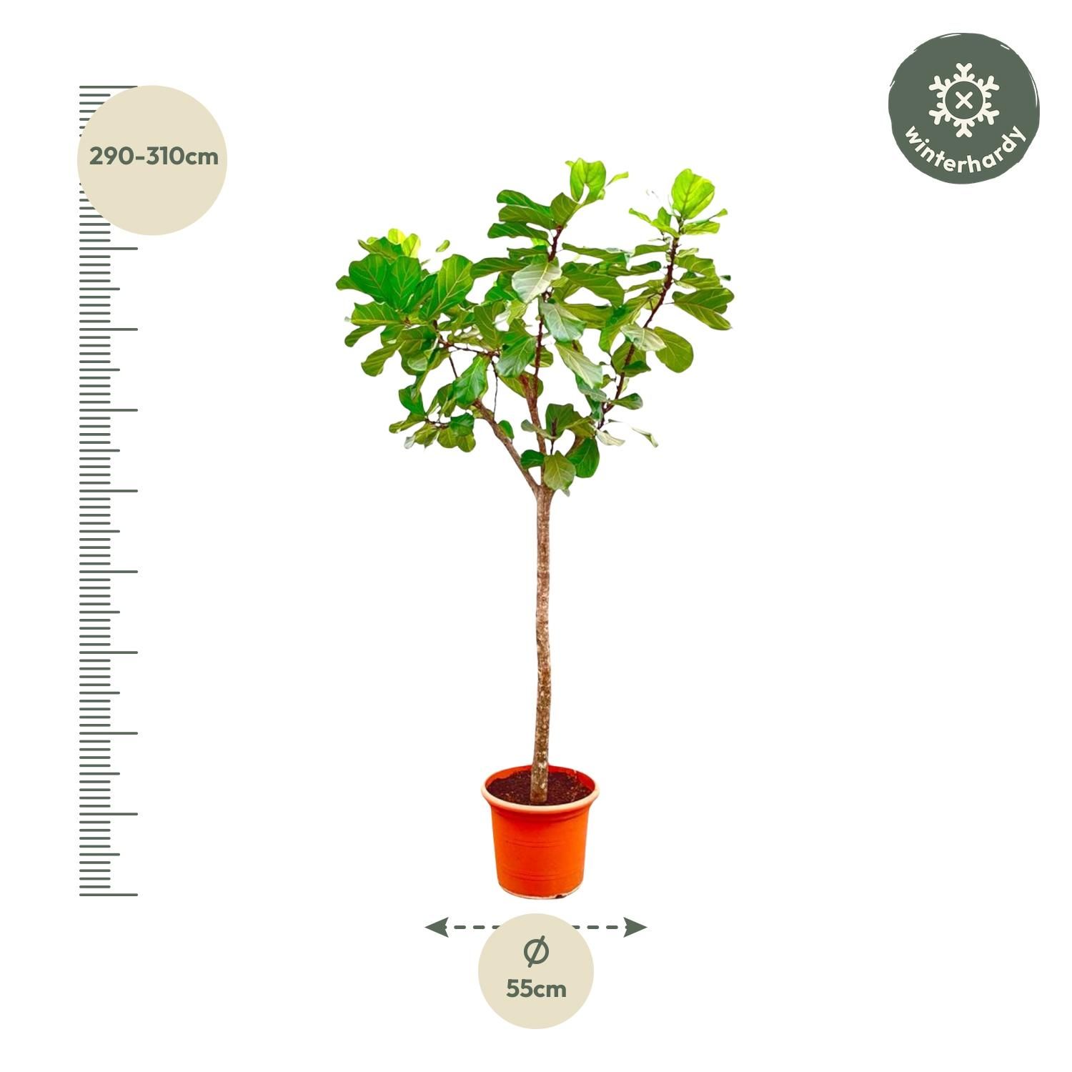 Ficus Lyrata Geigenfeige großer Zimmerbaum