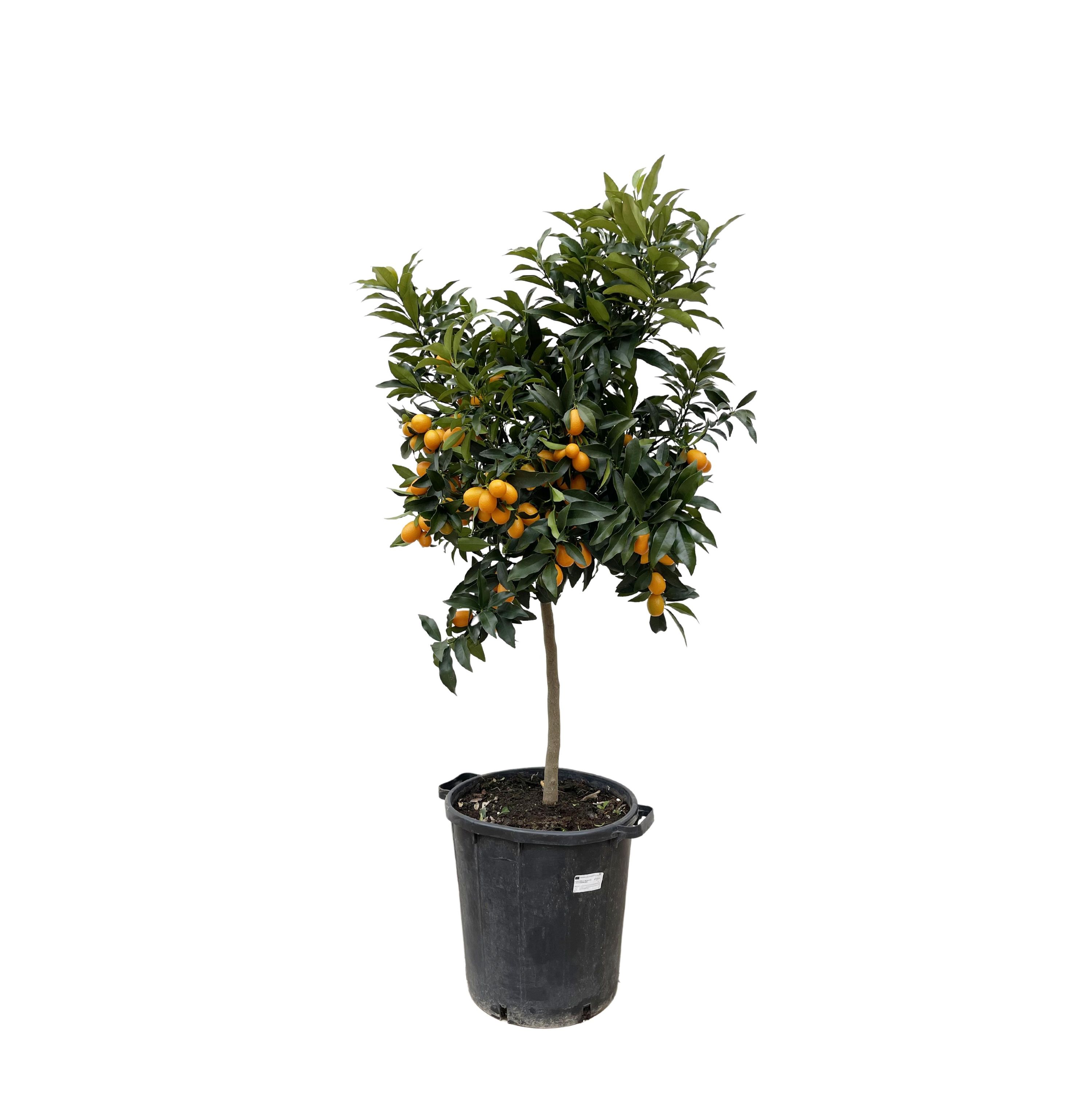 Citrus Kumquat Baum