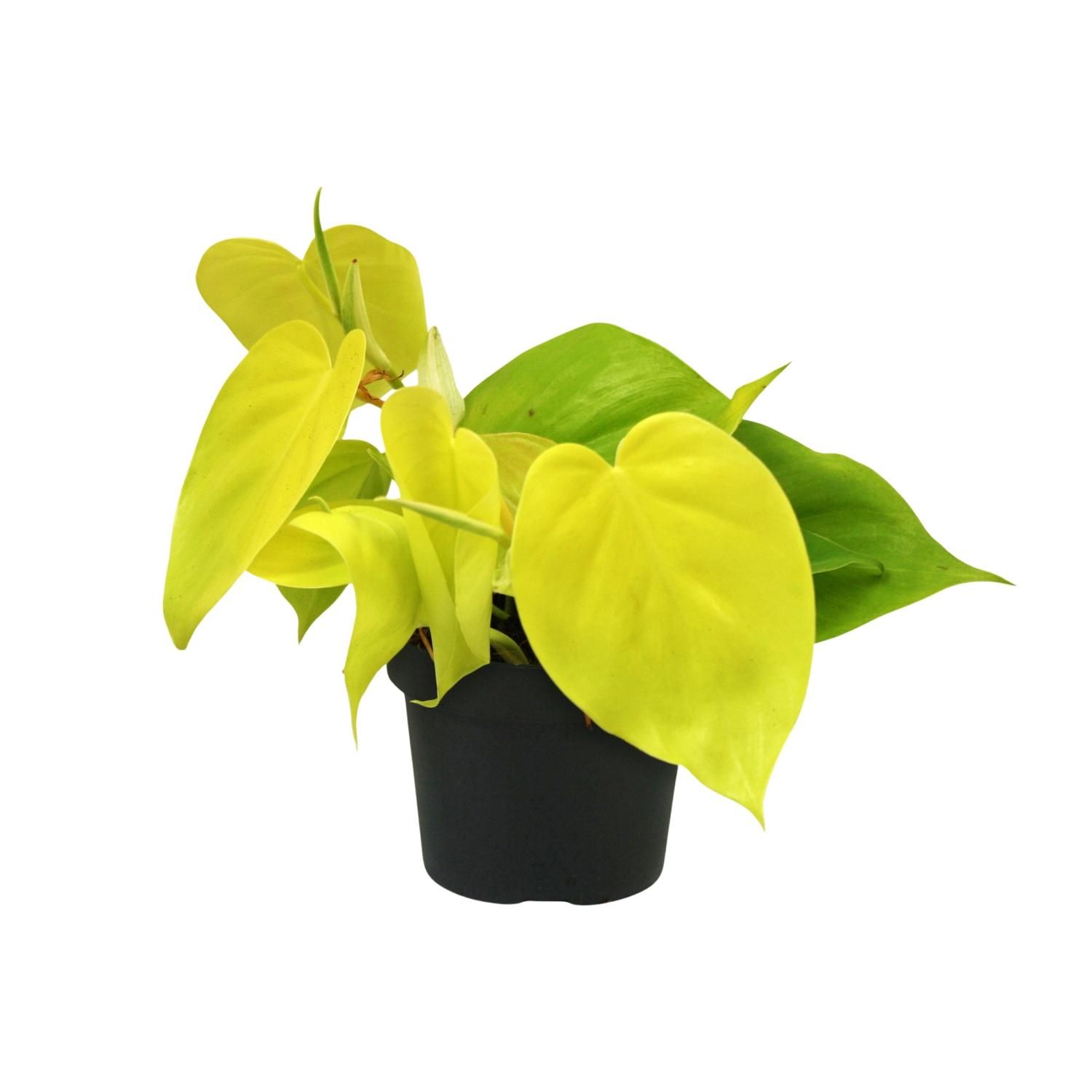 Philodendron Lime - Pflegeleichte Zimmerpflanze mit glänzenden Blättern