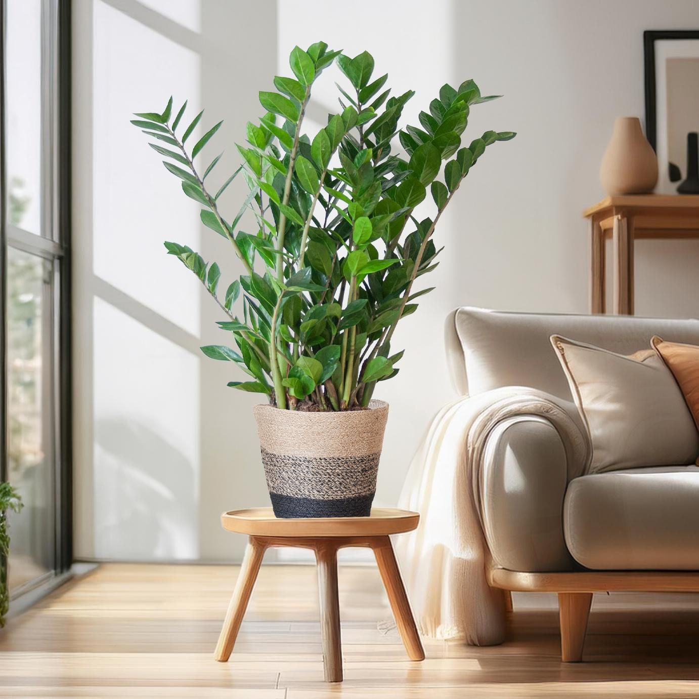 Zamioculcas Zamiifolia mit Korb – 80cm hoch – Ø21cm
