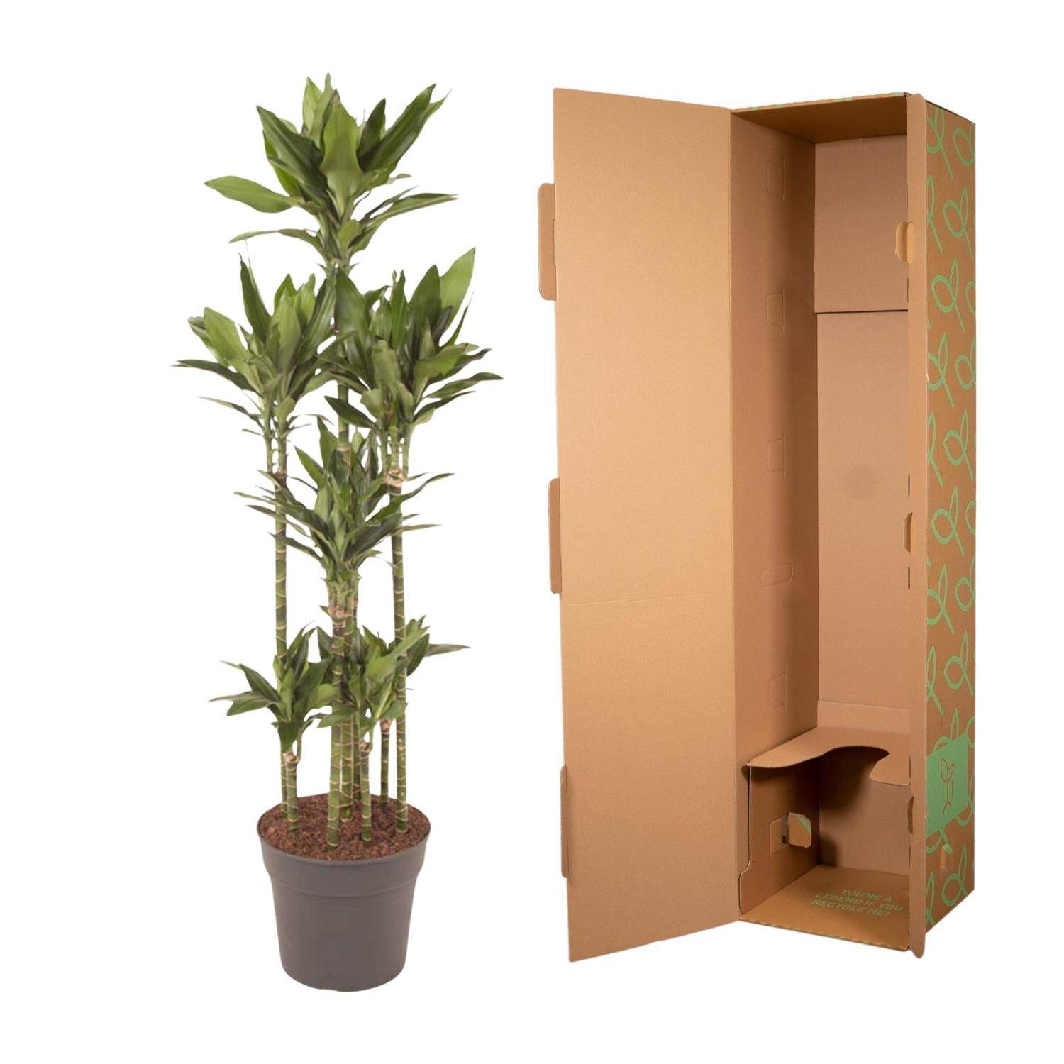 Dracaena Janet Craig Carrousel Zimmerpflanze