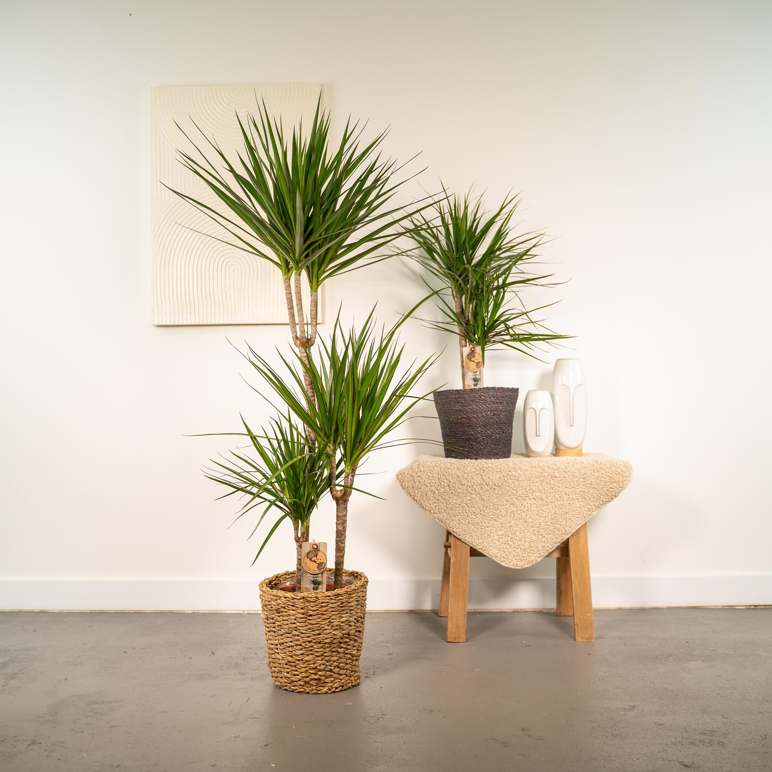 Dracaena Zimmerpflanzen Set – Drachenbäume für Wohnräume