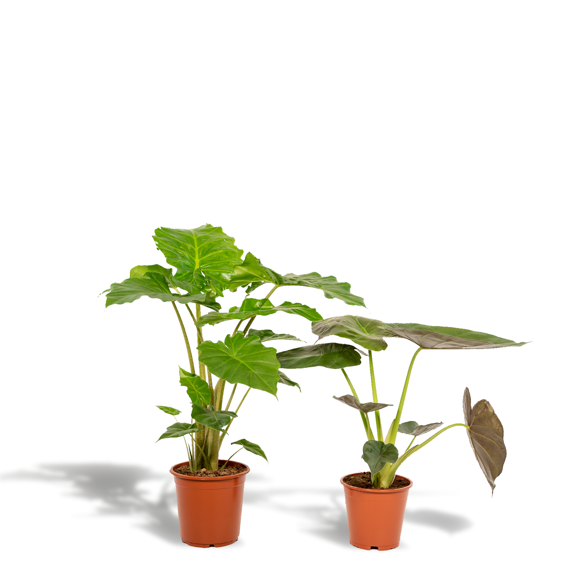 Alocasia Wentii und Portodora Zimmerpflanzen Set
