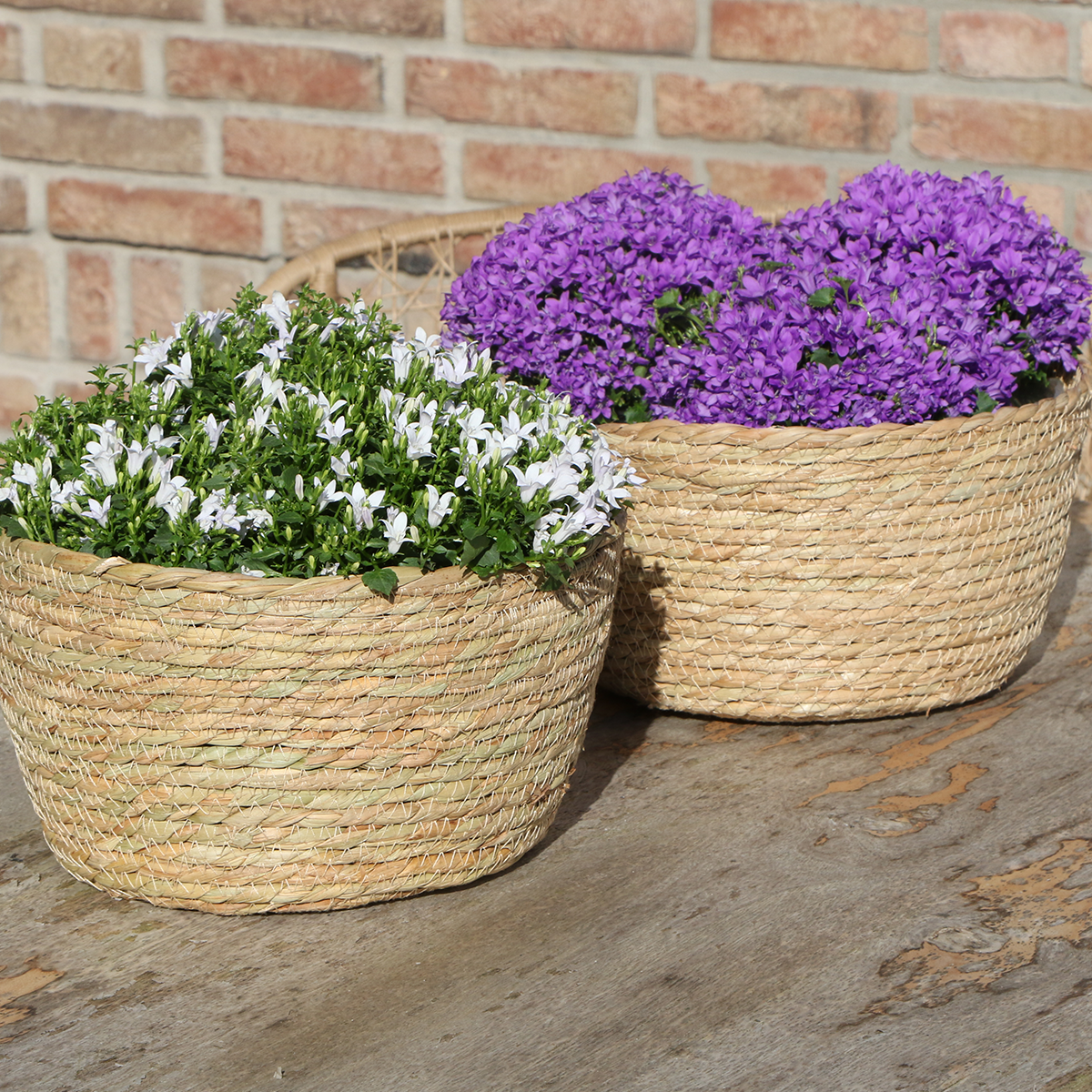 Campanula Addenda Ambella Weiß - Dekorativer Schilfkorb mit Glockenblumen