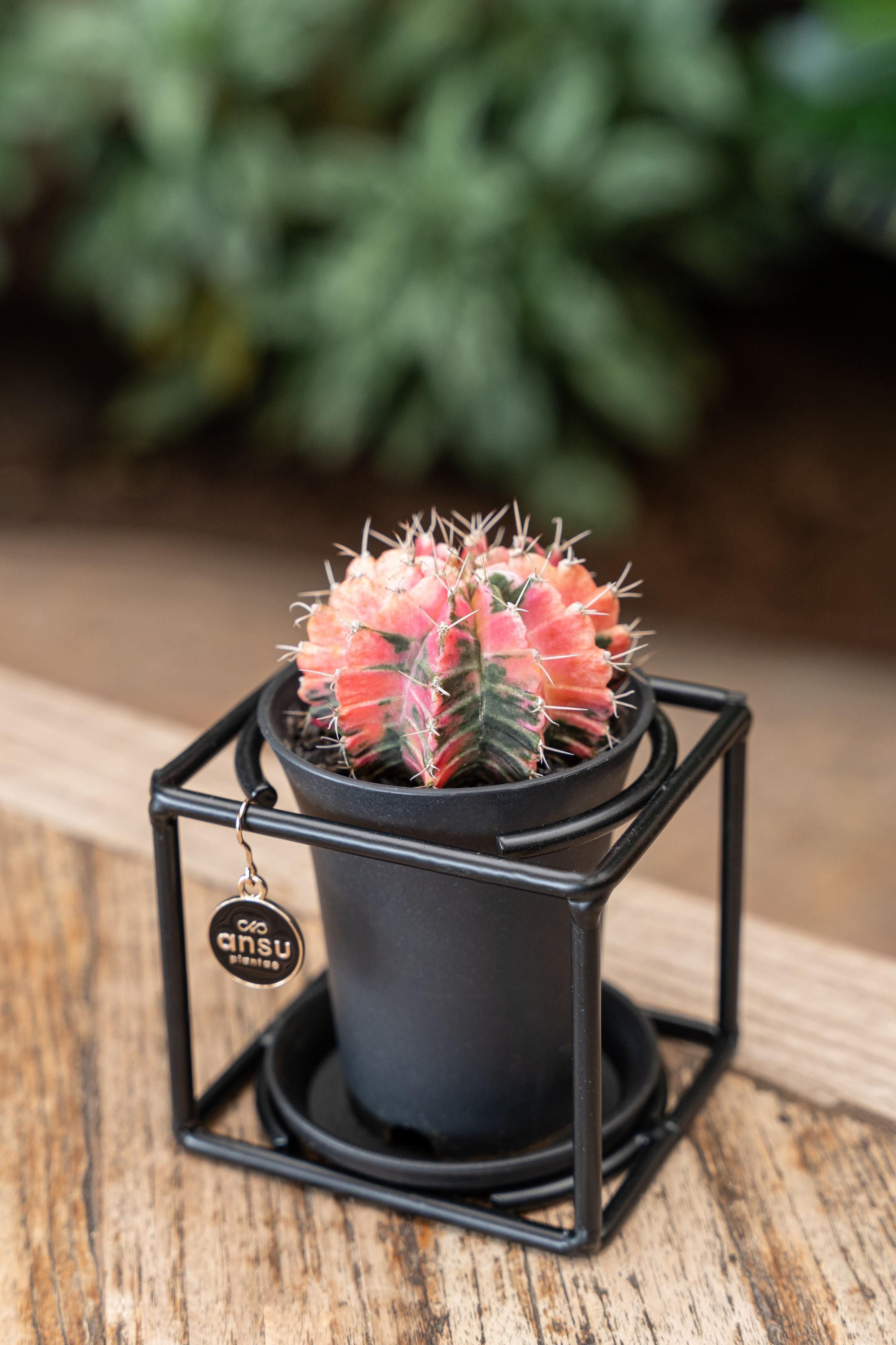 Kaktus im Design Rahmen – Ø10cm – ↕12cm