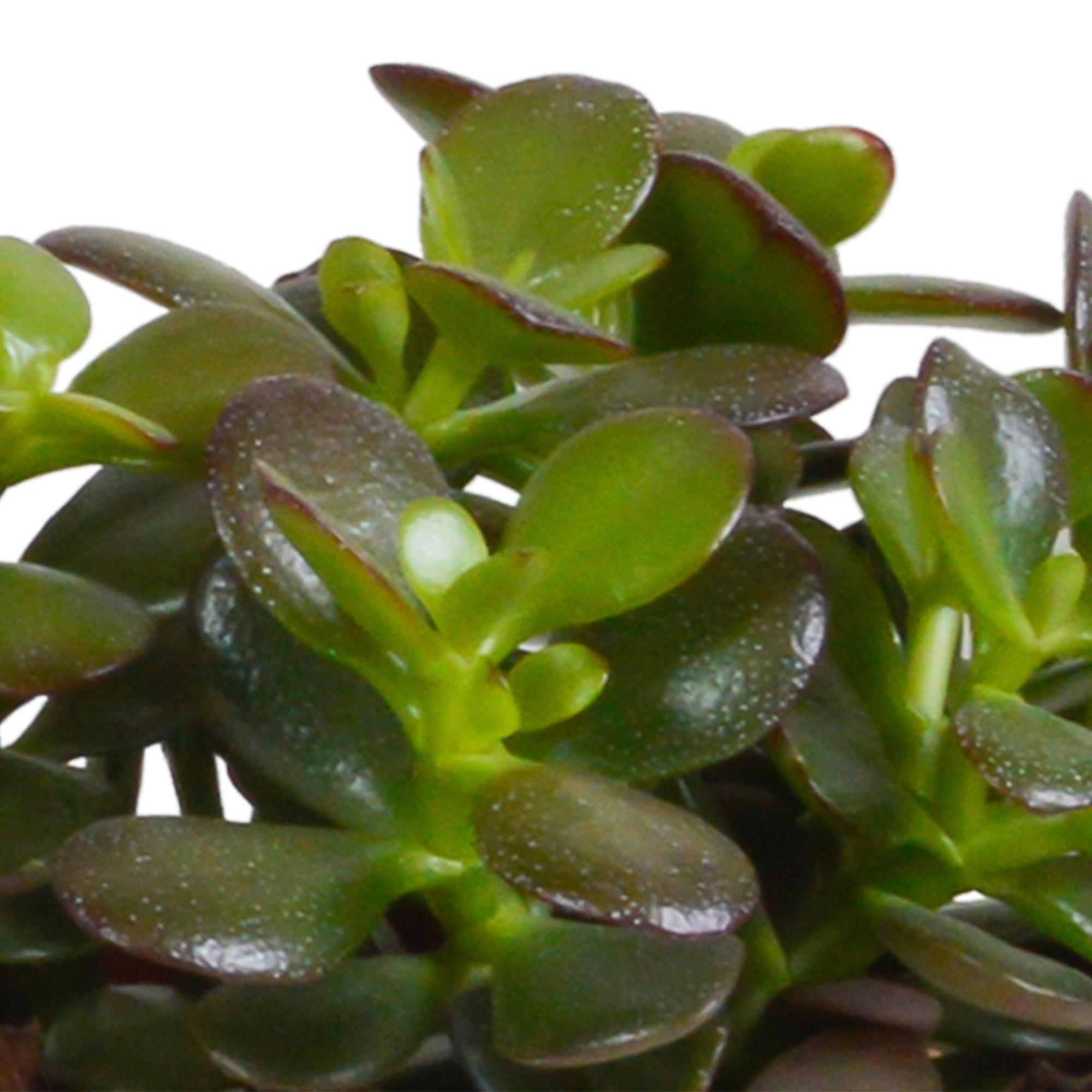 Crassula Mix im Terrakottatopf