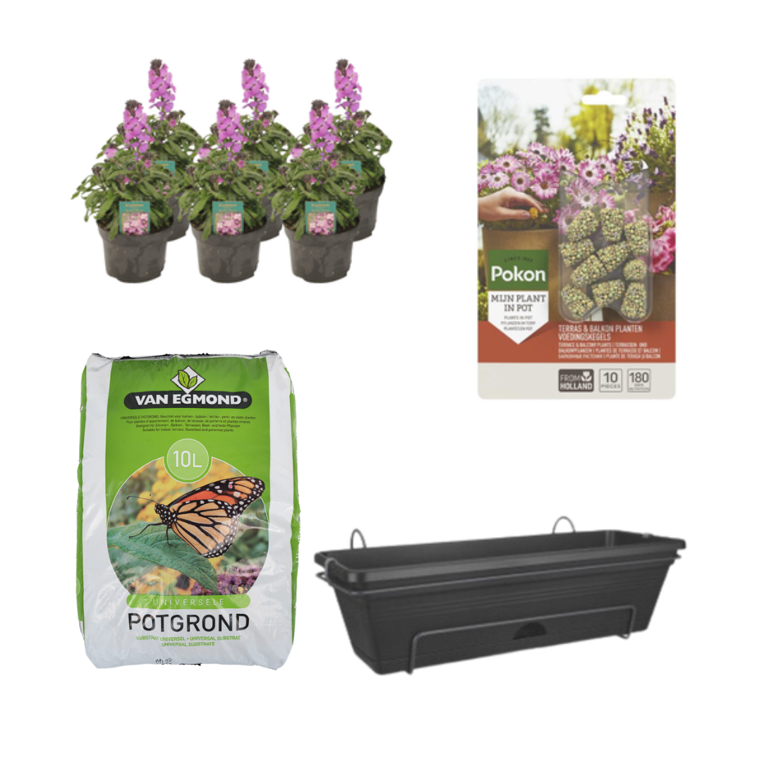 Balkonbak Schwarz DIY-Set mit Erysimum Linifolium Bowles Mauve