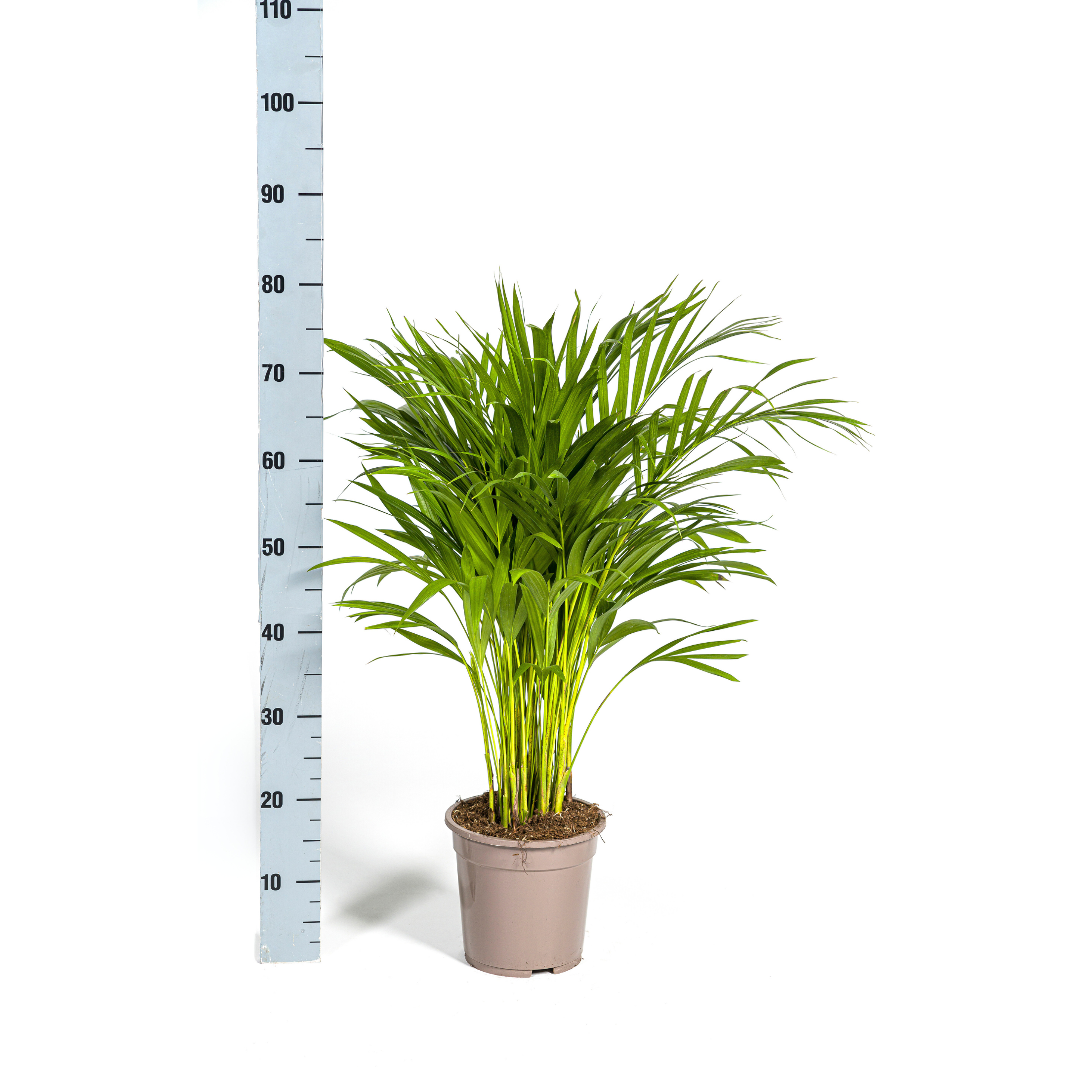 Areca Palme Ø19cm – Immergrüne Pflanze für drinnen – 80-100cm Hoch