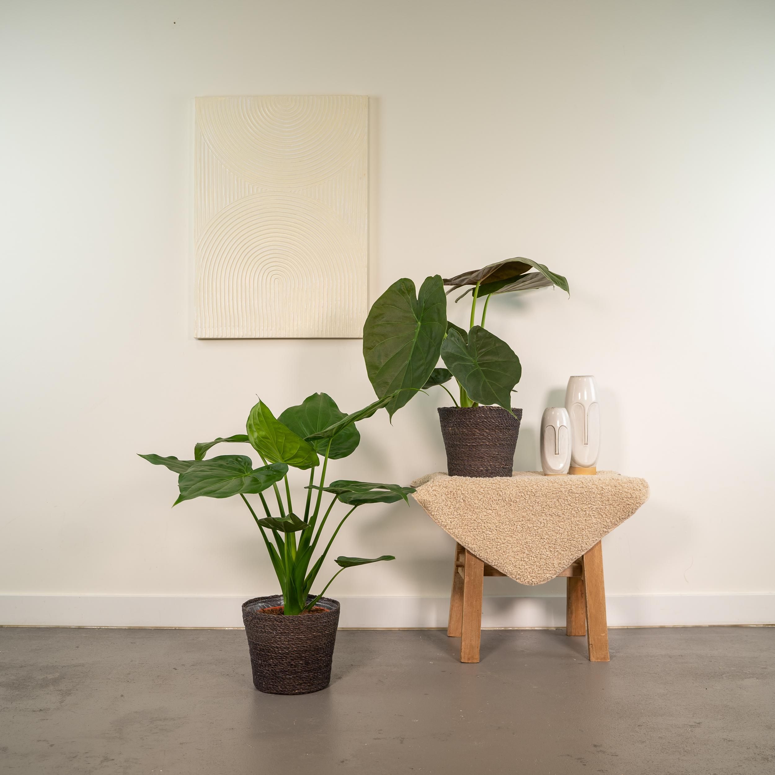 Alocasia Zimmerpflanzen-Set für tropisches Ambiente