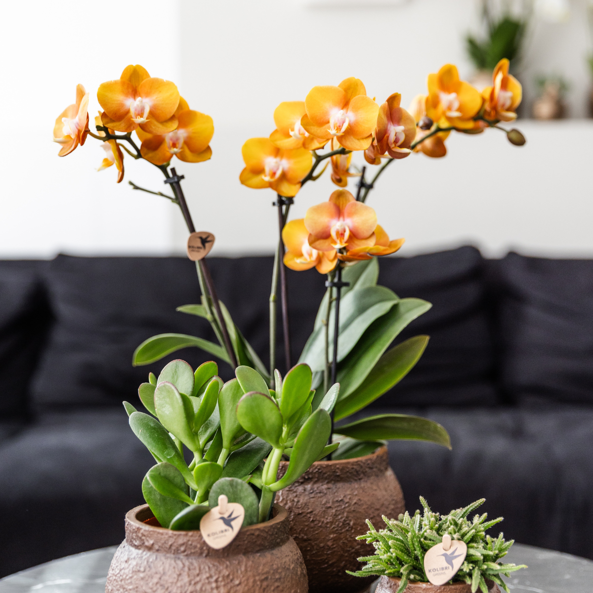 Phalaenopsis Orchidee Kombi-Angebot – 2 blühende Zimmerpflanzen – Topf Ø12cm