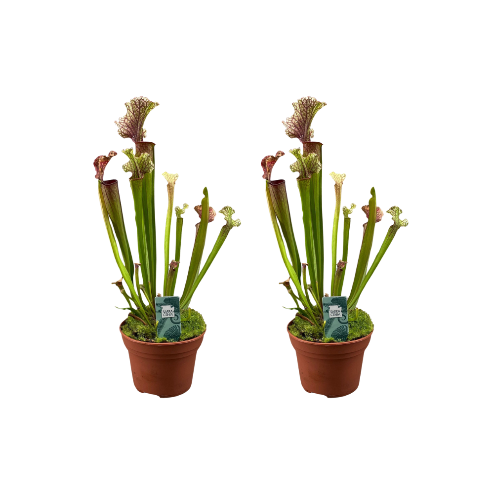 Sarracenia Judith Hindle – 2 Stück – Ø12cm – ↕30cm