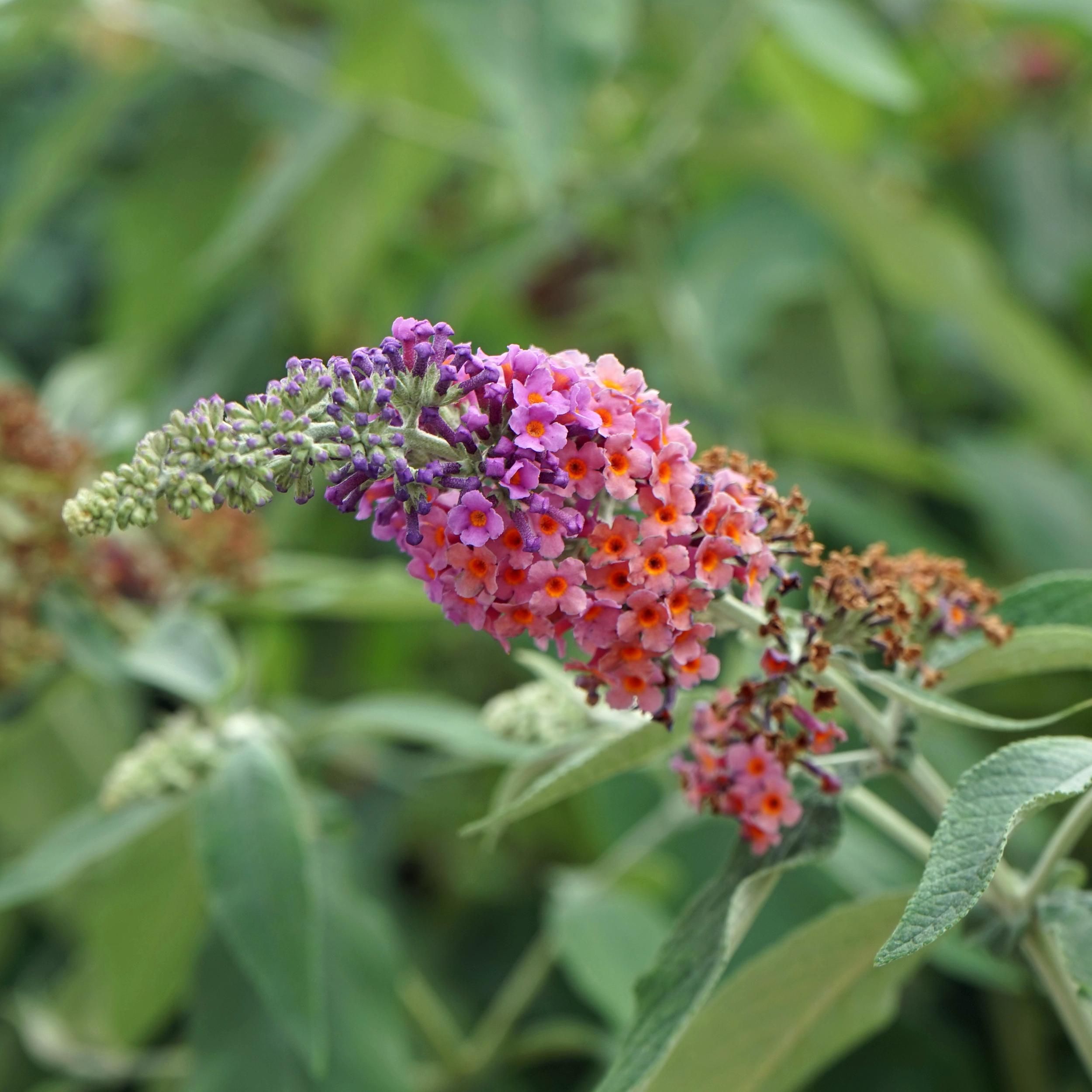 Schmetterlingsstrauch Buddleja davidii | Orange Lila Blüten | Schmetterlinge anziehend