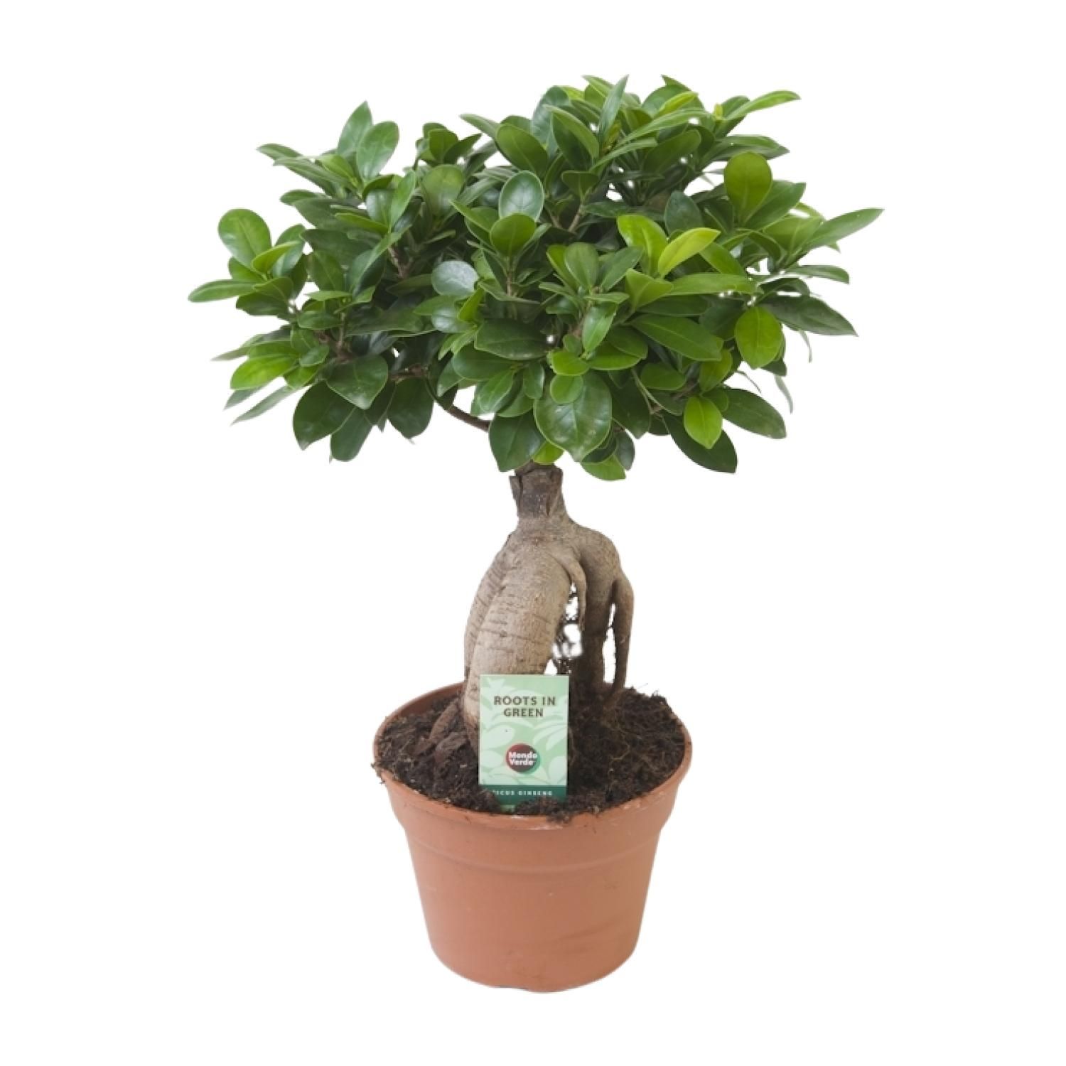 Ficus Ginseng Zimmerpflanze