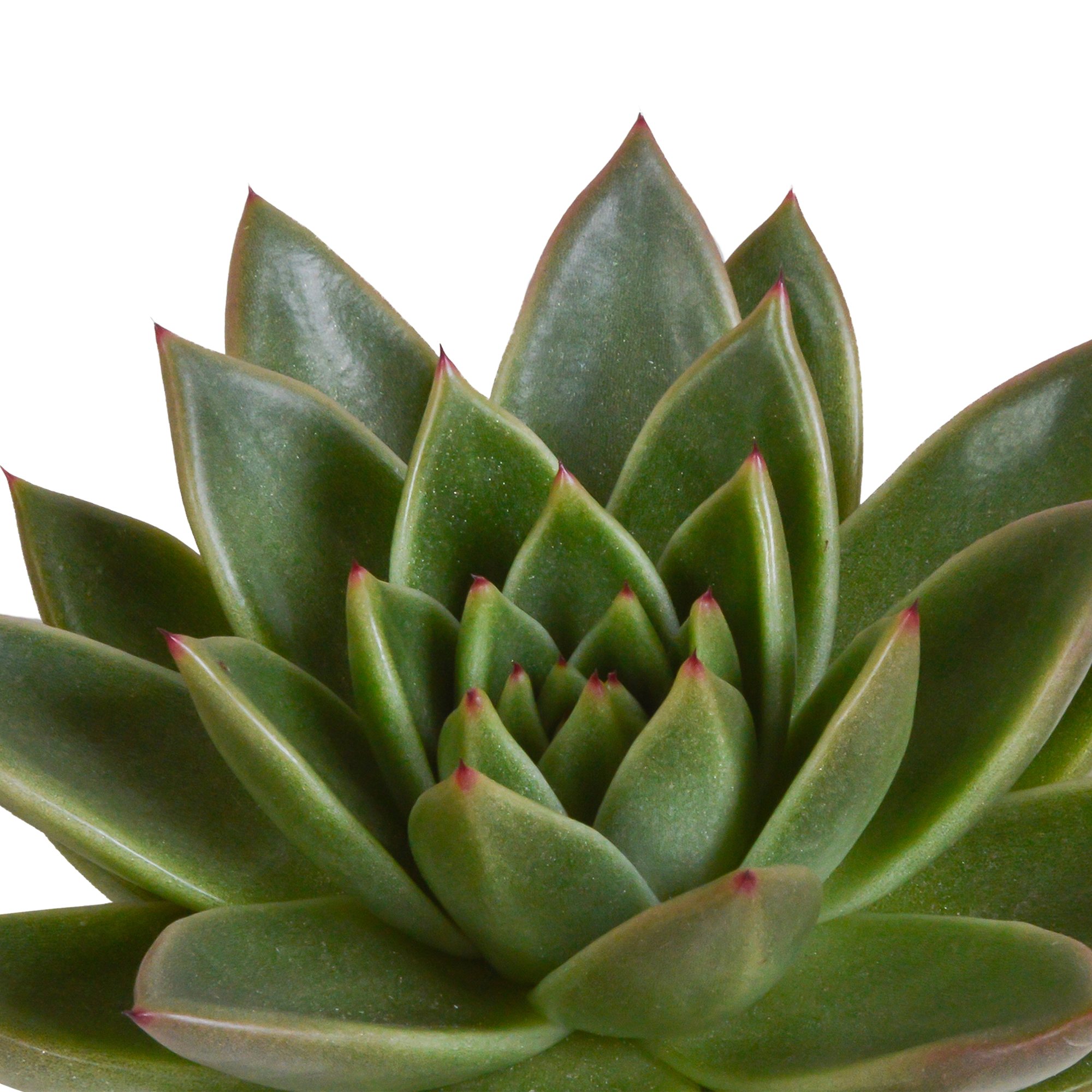 Echeveria Mix in handbemaltem Mexikaner Topf