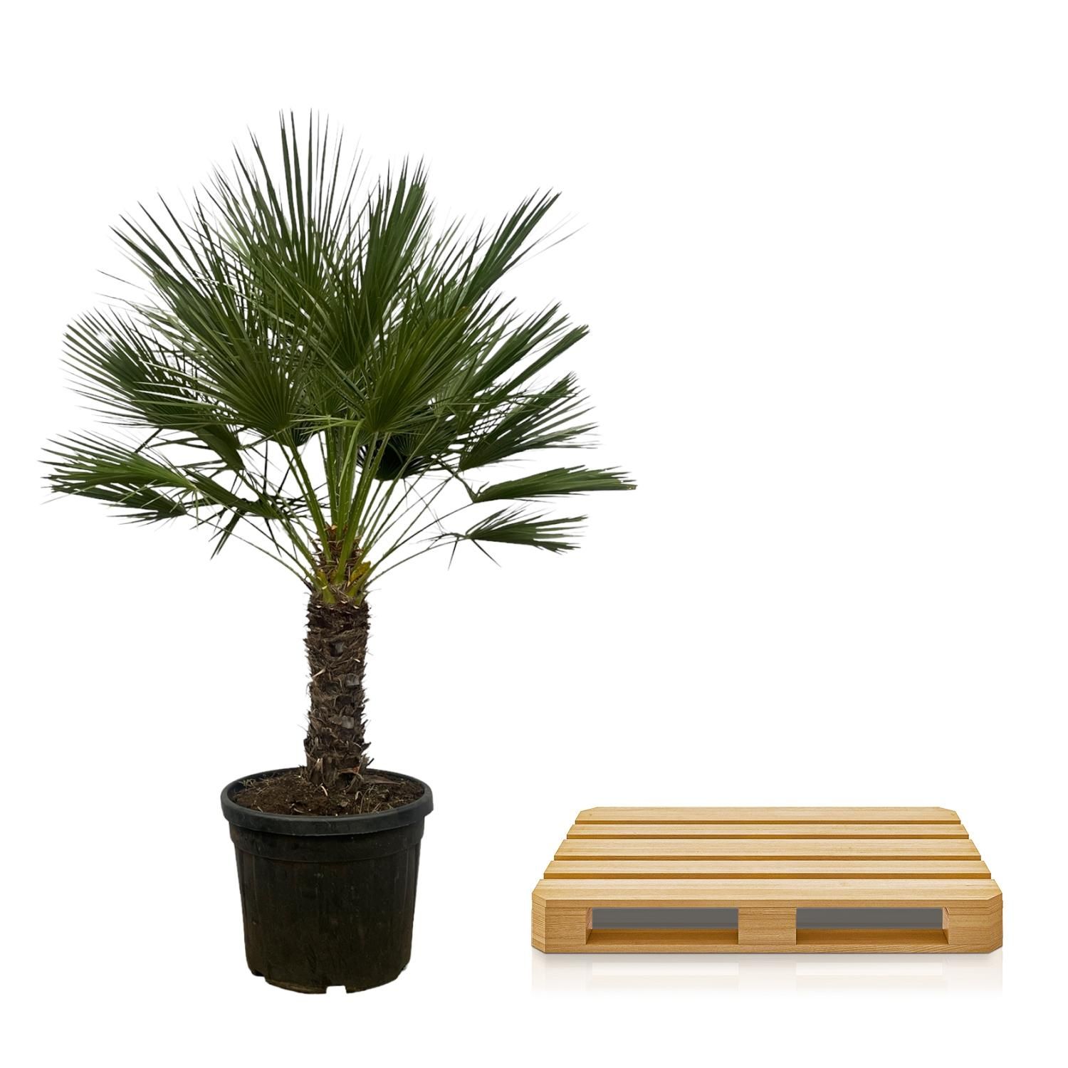 Chamaerops Humilis Zwergpalme auf Stamm