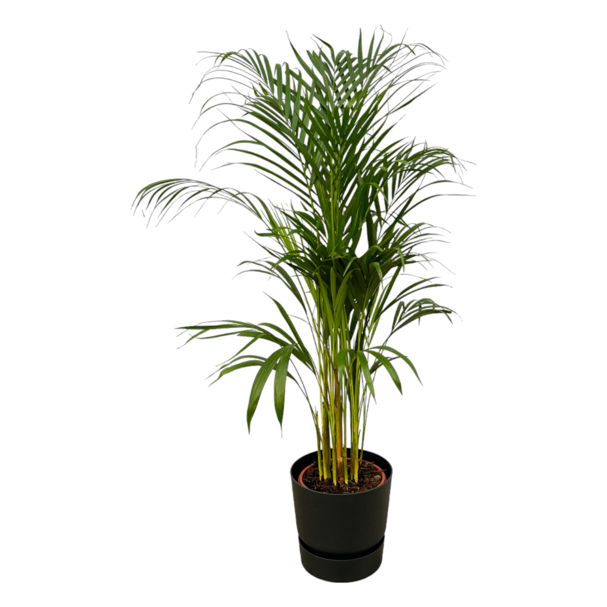 Areca-Palme im modernen Topf