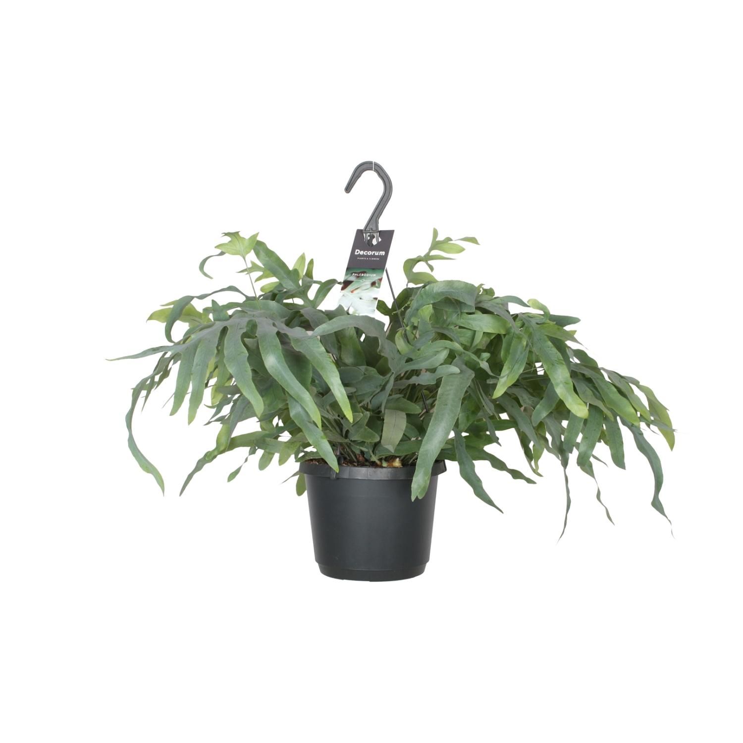 Phlebodium Aureum Blue Star Zimmerfarn