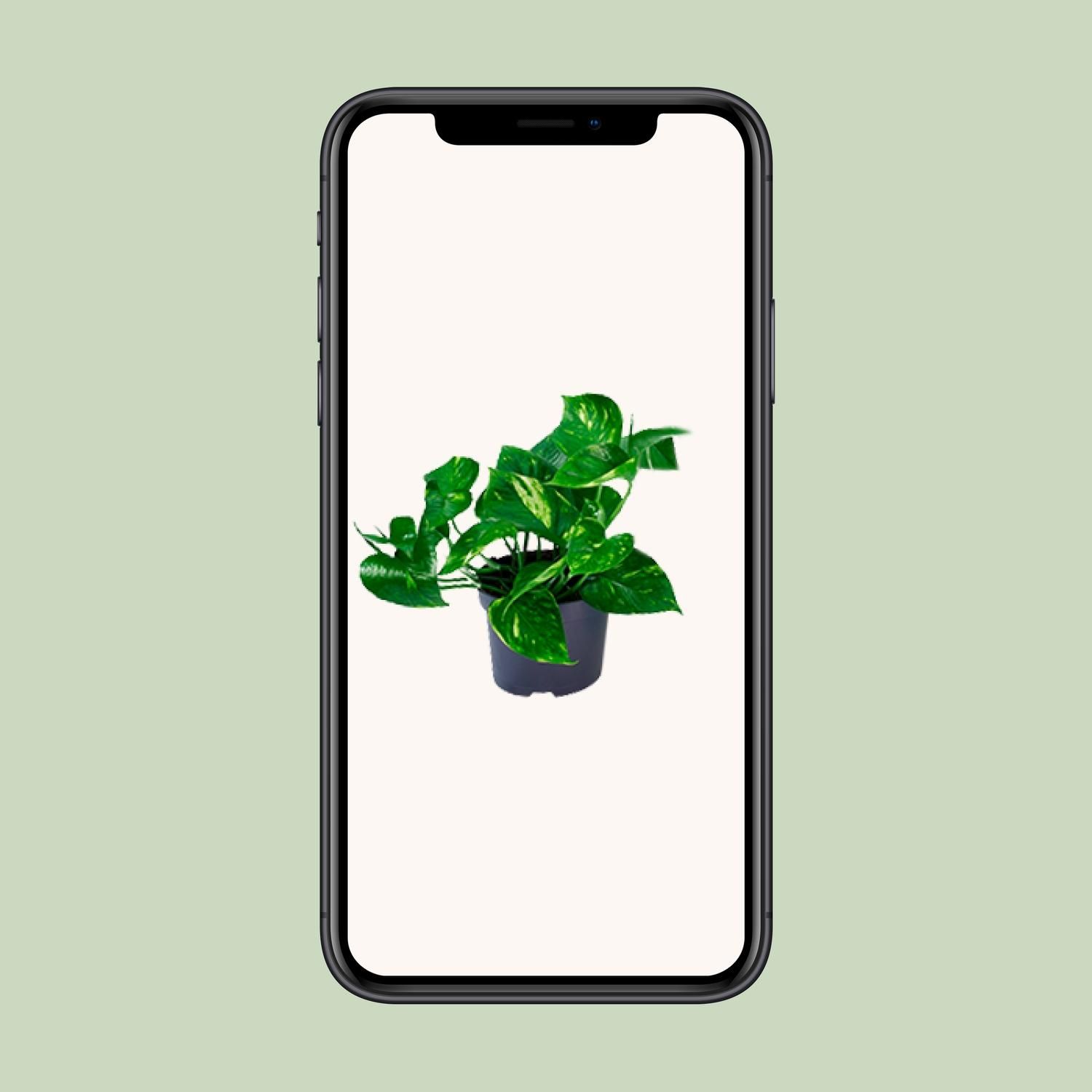 Epipremnum Aureum Zimmerpflanze