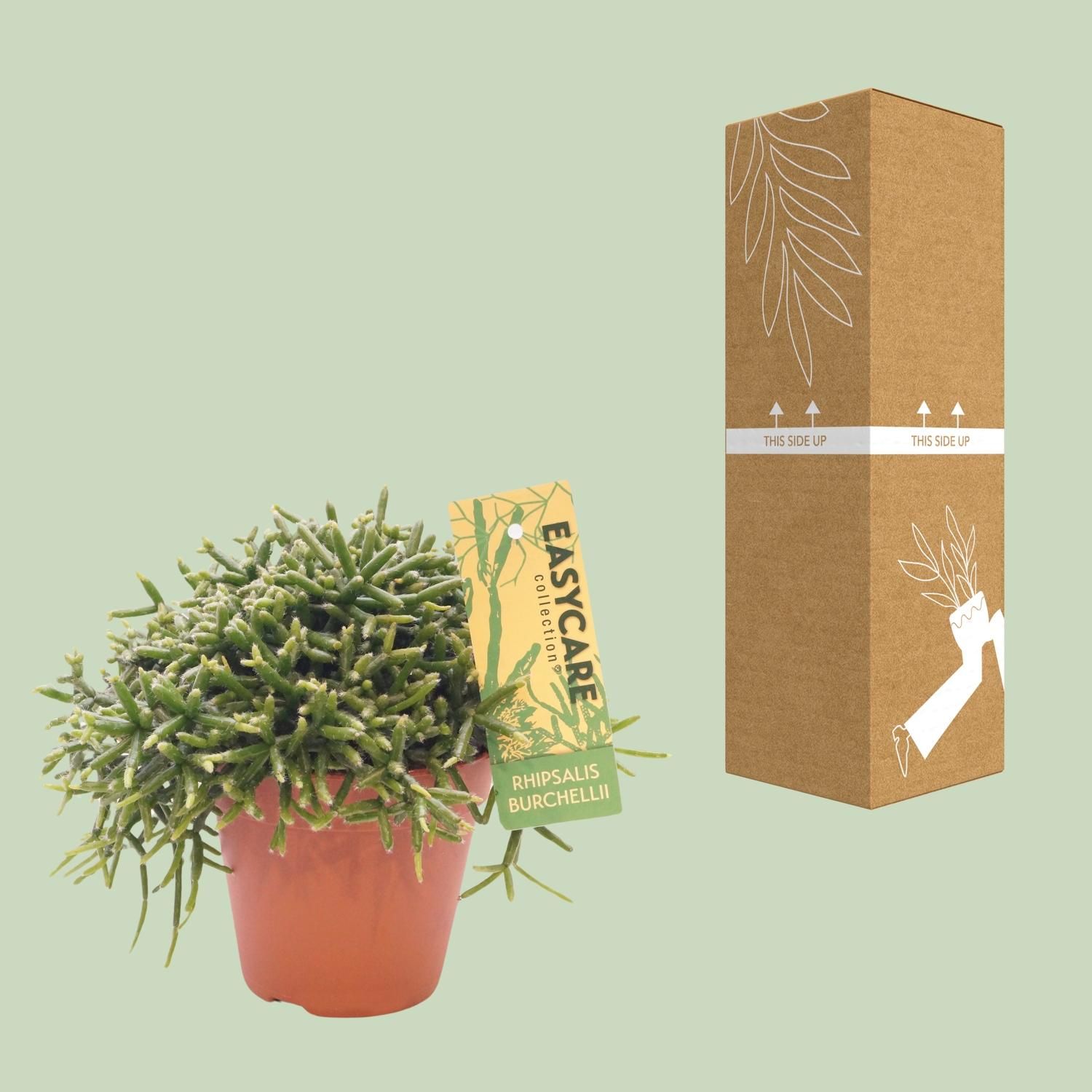 Rhipsalis Burchellii – eleganter Mistelkaktus für Innenräume