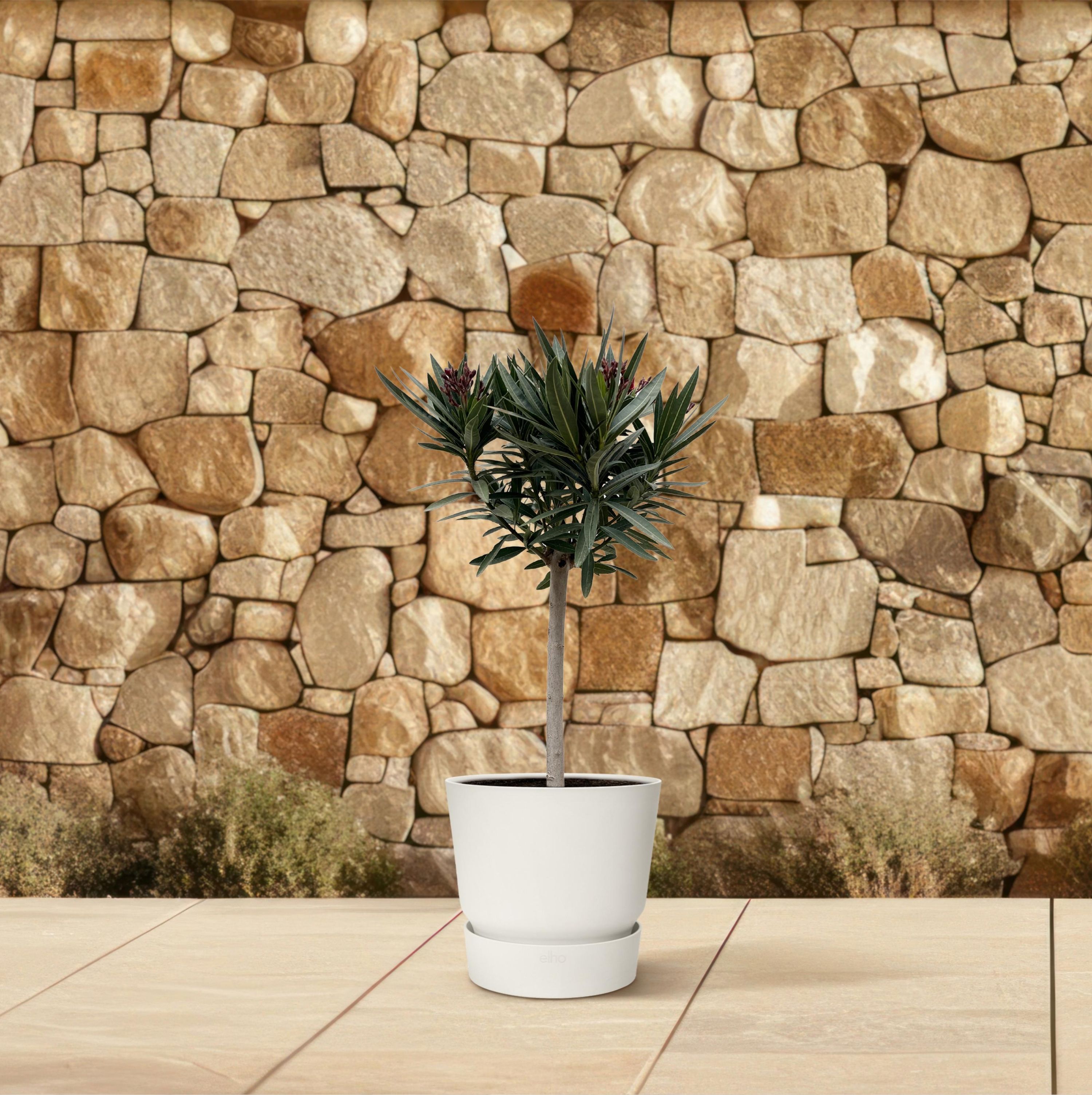 Nerium Oleander mit weißen Blüten am Stamm