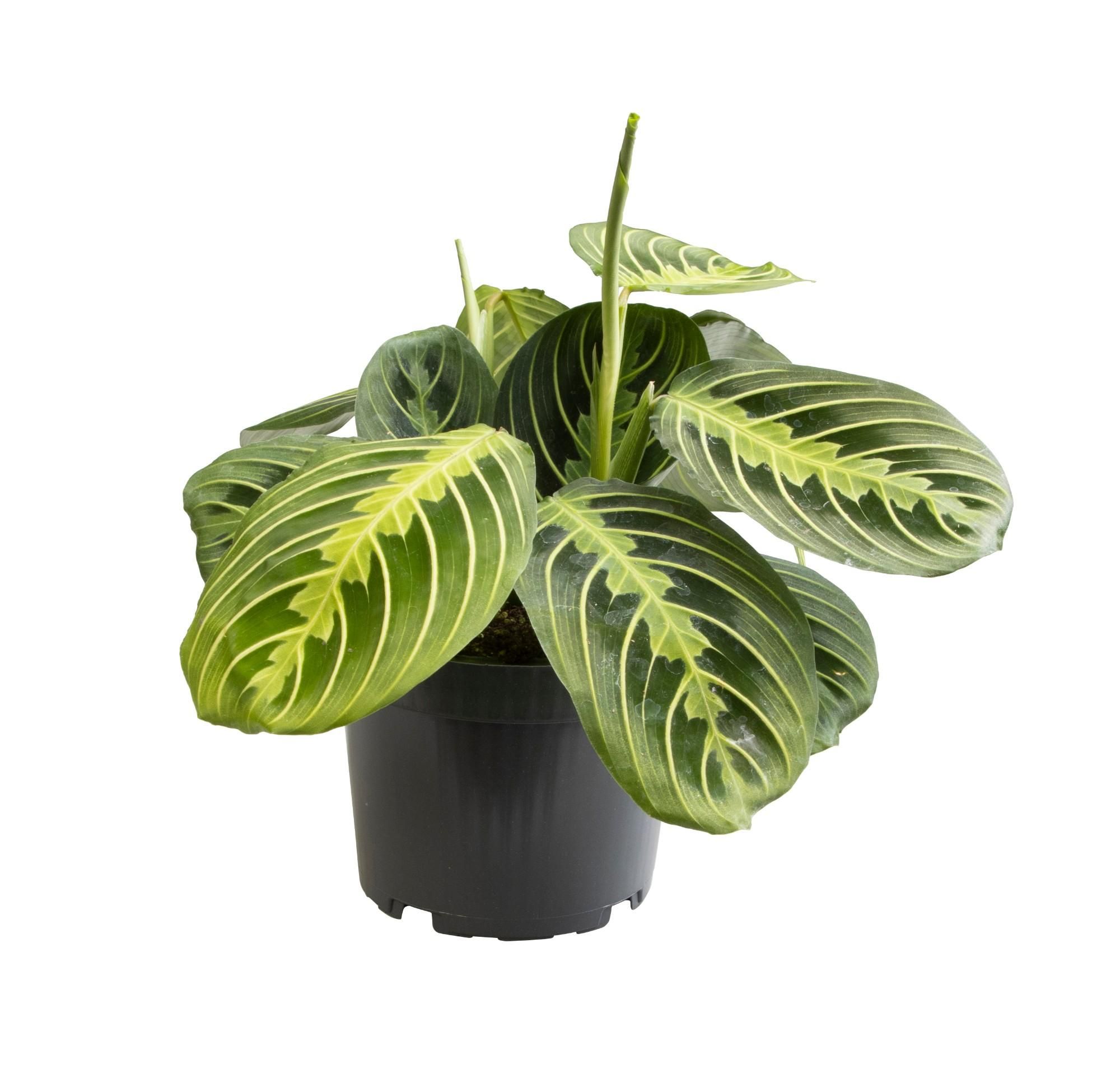 Maranta Lemon Lime Zimmerpflanze
