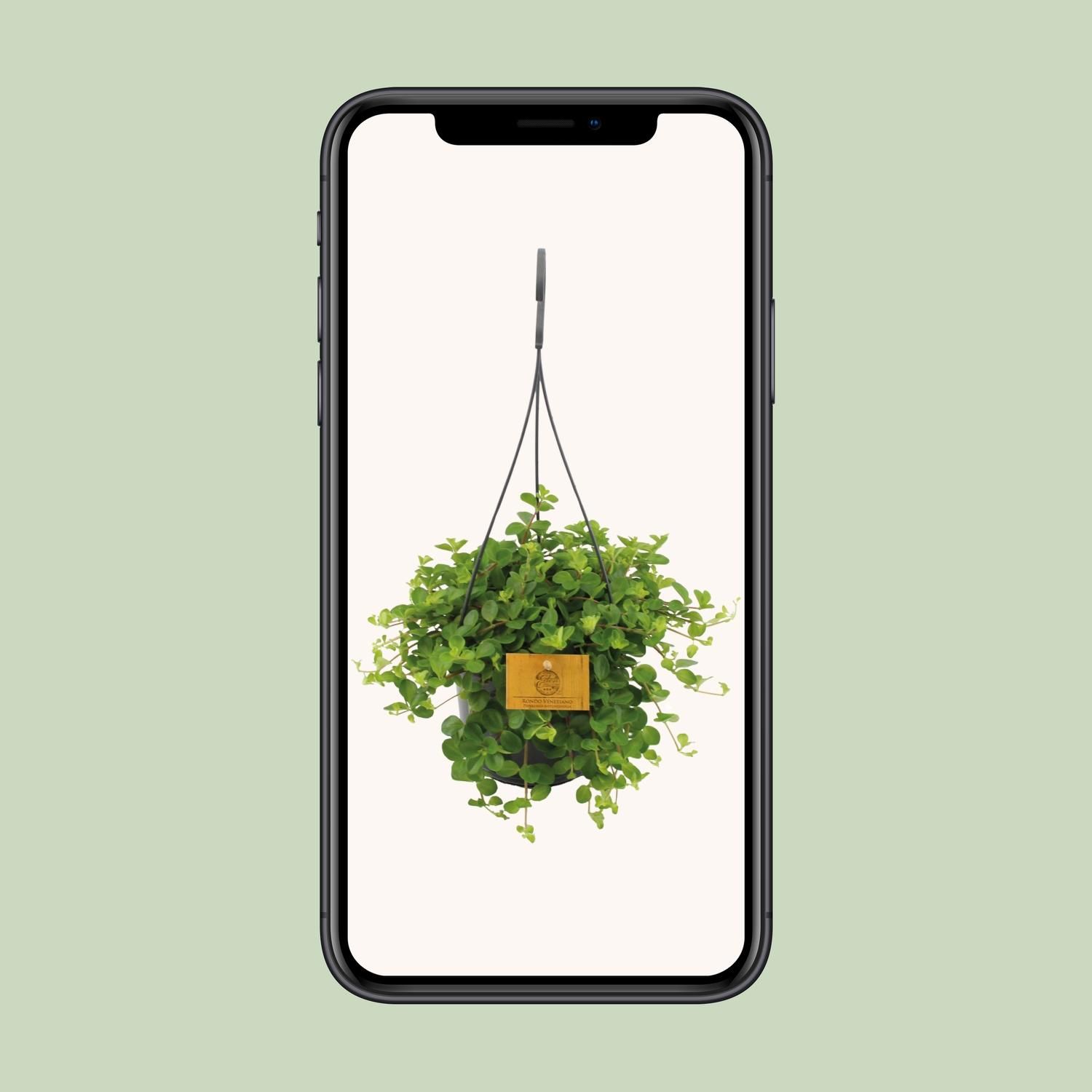 Peperomia Rotundifolia Zimmerpflanze