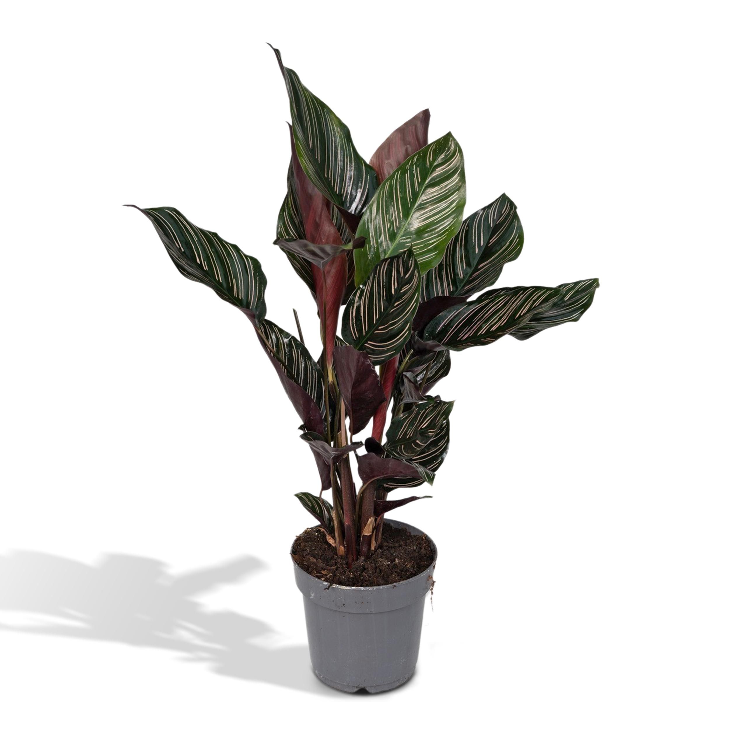 Calathea Ornata Zimmerpflanze