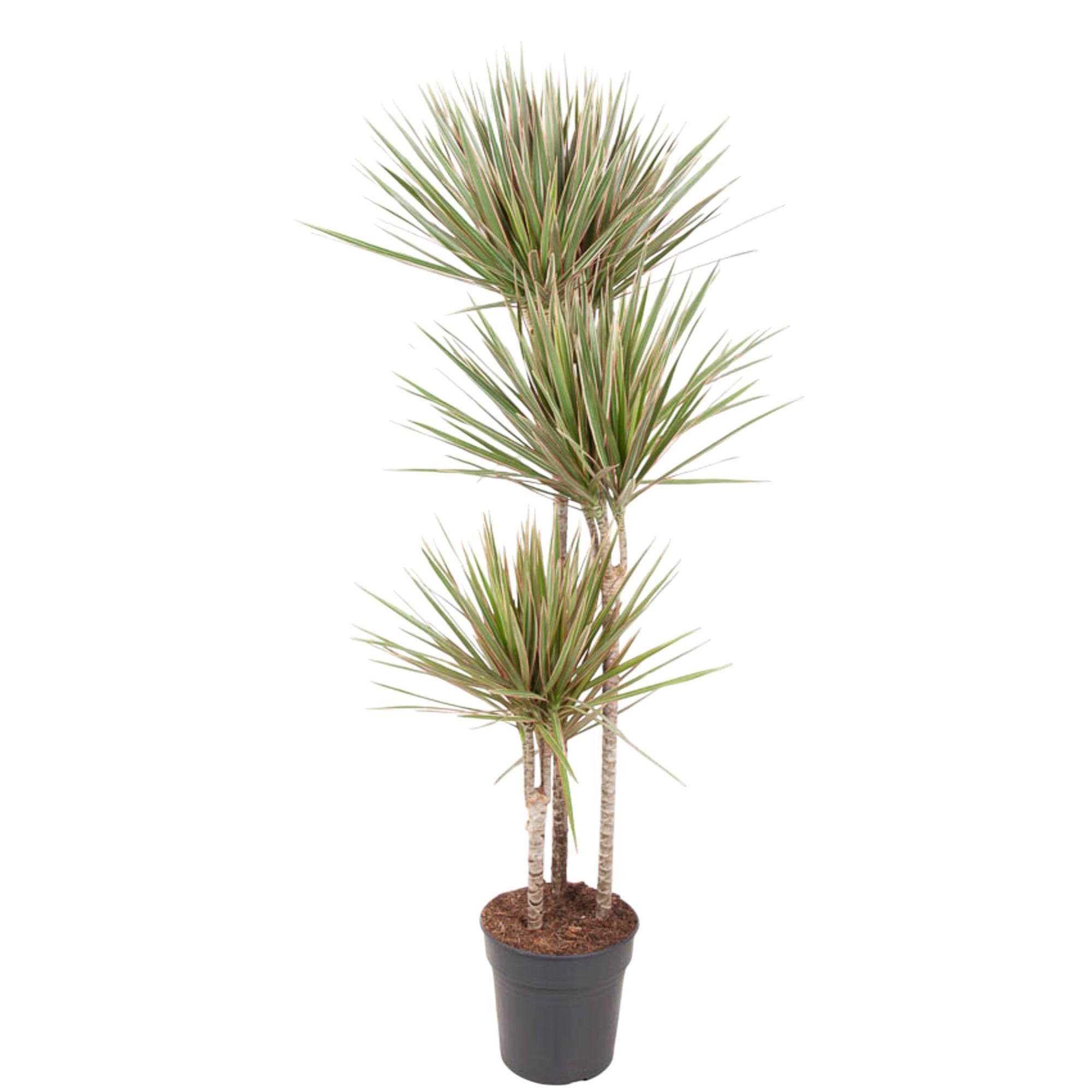 Dracaena Bicolor - Elegante Zimmerpflanze mit zweifarbigen Blättern
