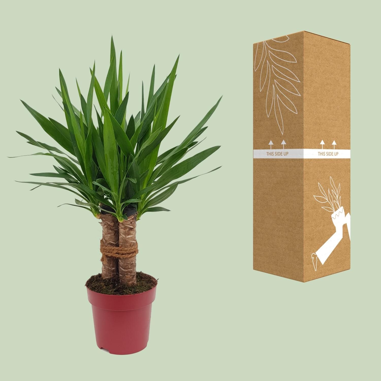 Yucca Tres Cañas – Tropische Zimmerpflanze