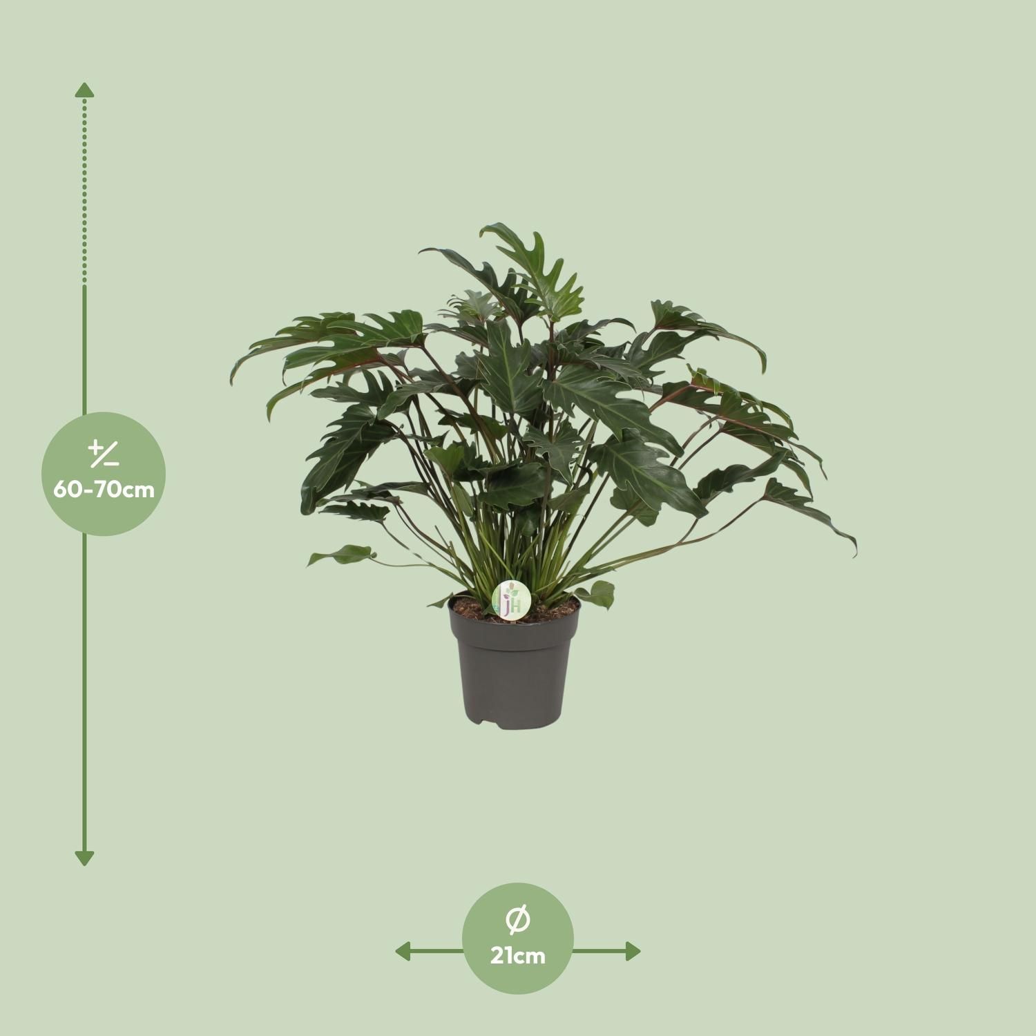 Philodendron Xanadu Zimmerpflanze